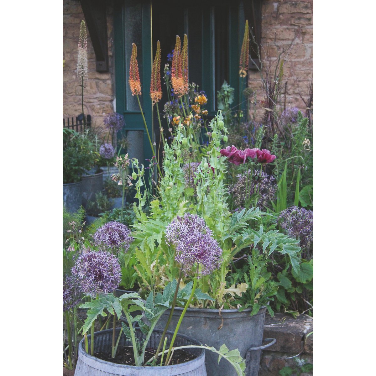 BUCH | BLUMENPRACHT IN TÖPFEN