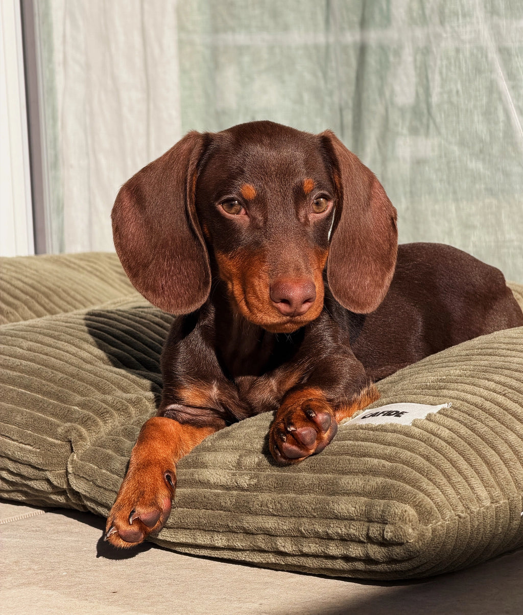 BELA HUNDEKISSEN CORD (GRÜN)
