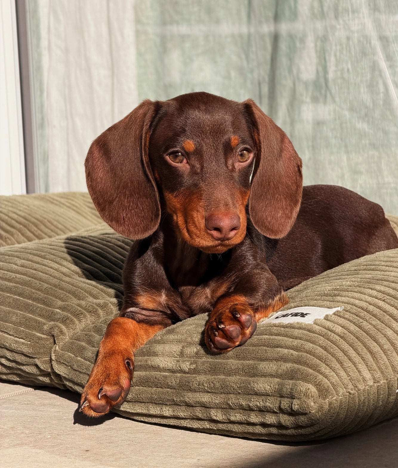 BELA HUNDEKISSEN CORD (GRÜN)