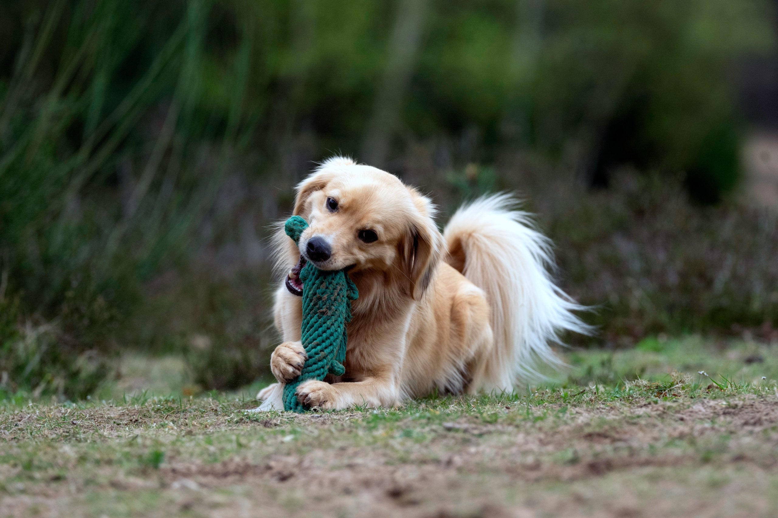 WILD LIFE - SPIELZEUG SET