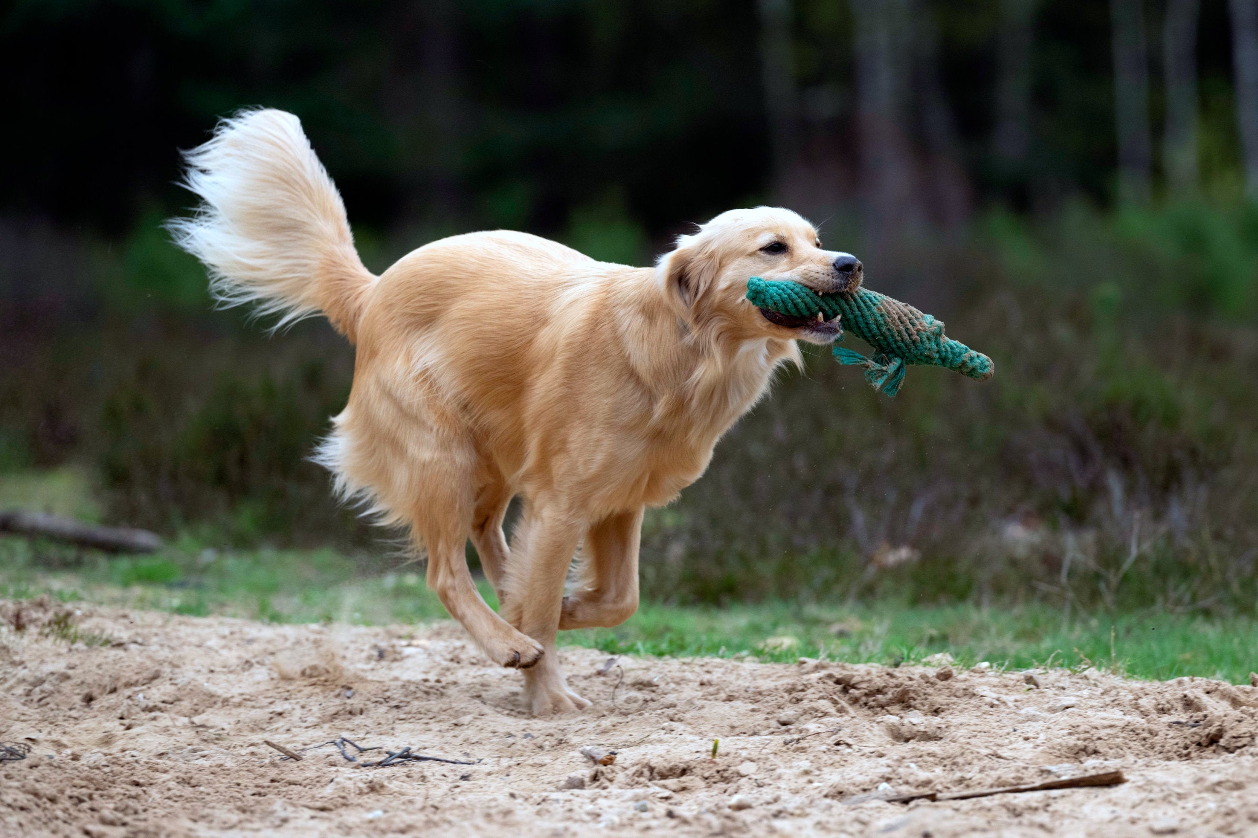 WILD LIFE - SPIELZEUG SET