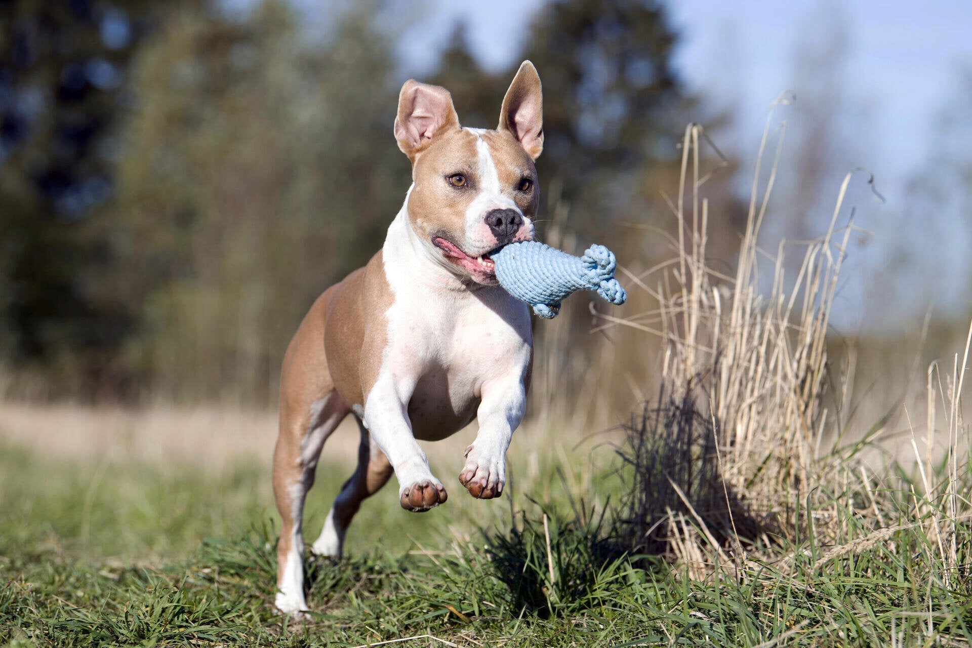 BIG OCEAN - SPIELZEUG SET