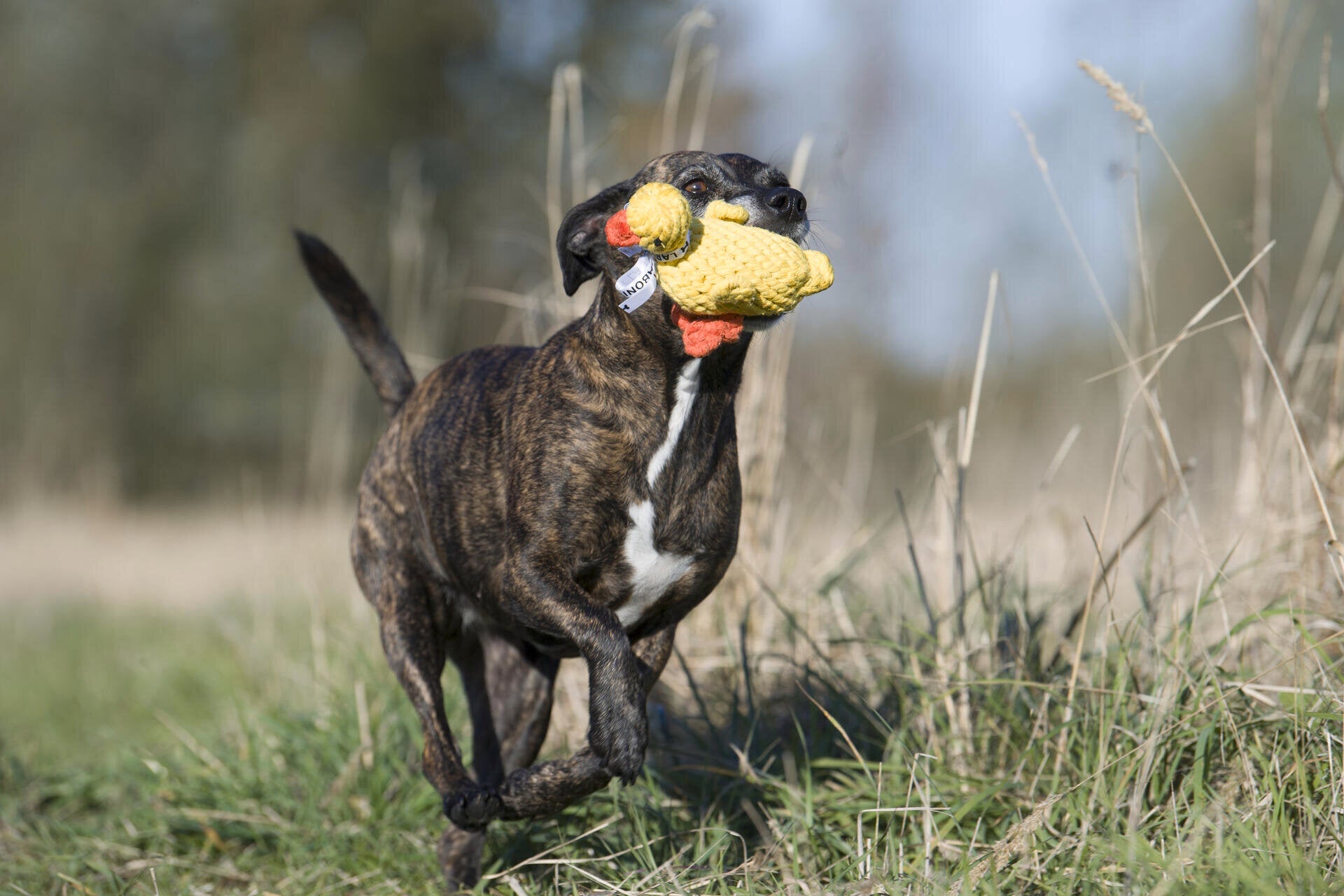 FARM - SPIELZEUG SET