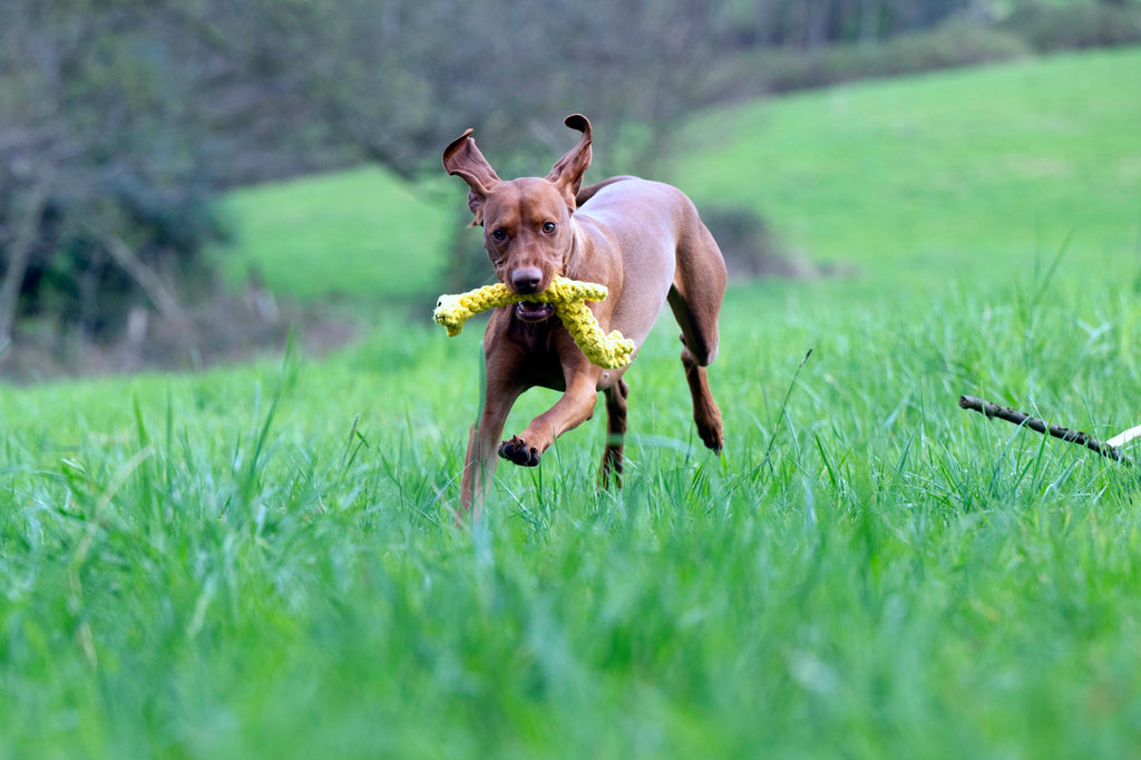 WILD LIFE - SPIELZEUG SET