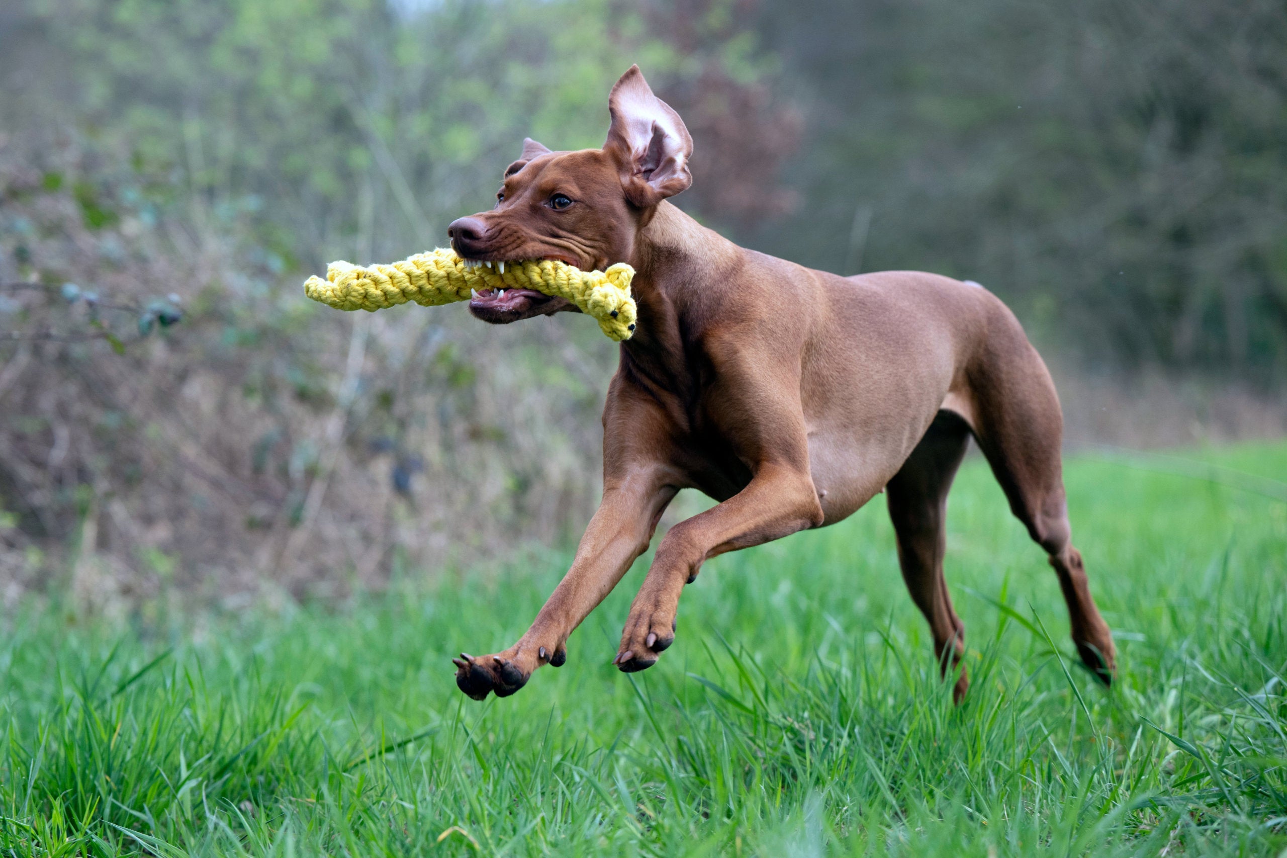 WILD LIFE - SPIELZEUG SET