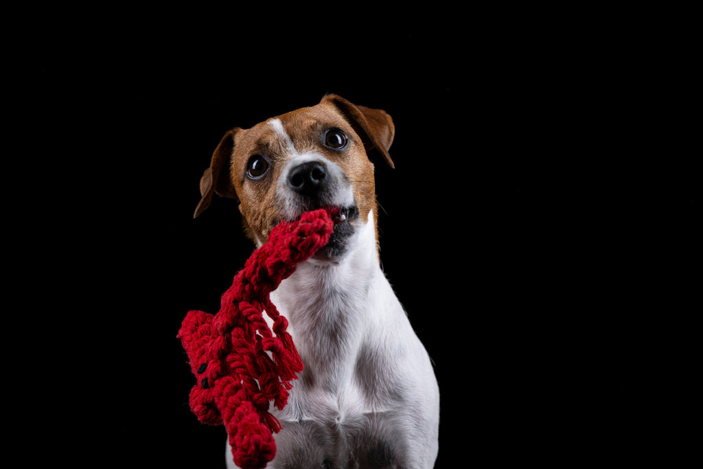 LITTLE OCEAN - SPIELZEUG SET