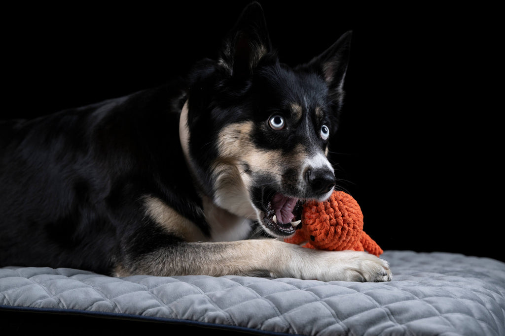 LITTLE OCEAN - SPIELZEUG SET