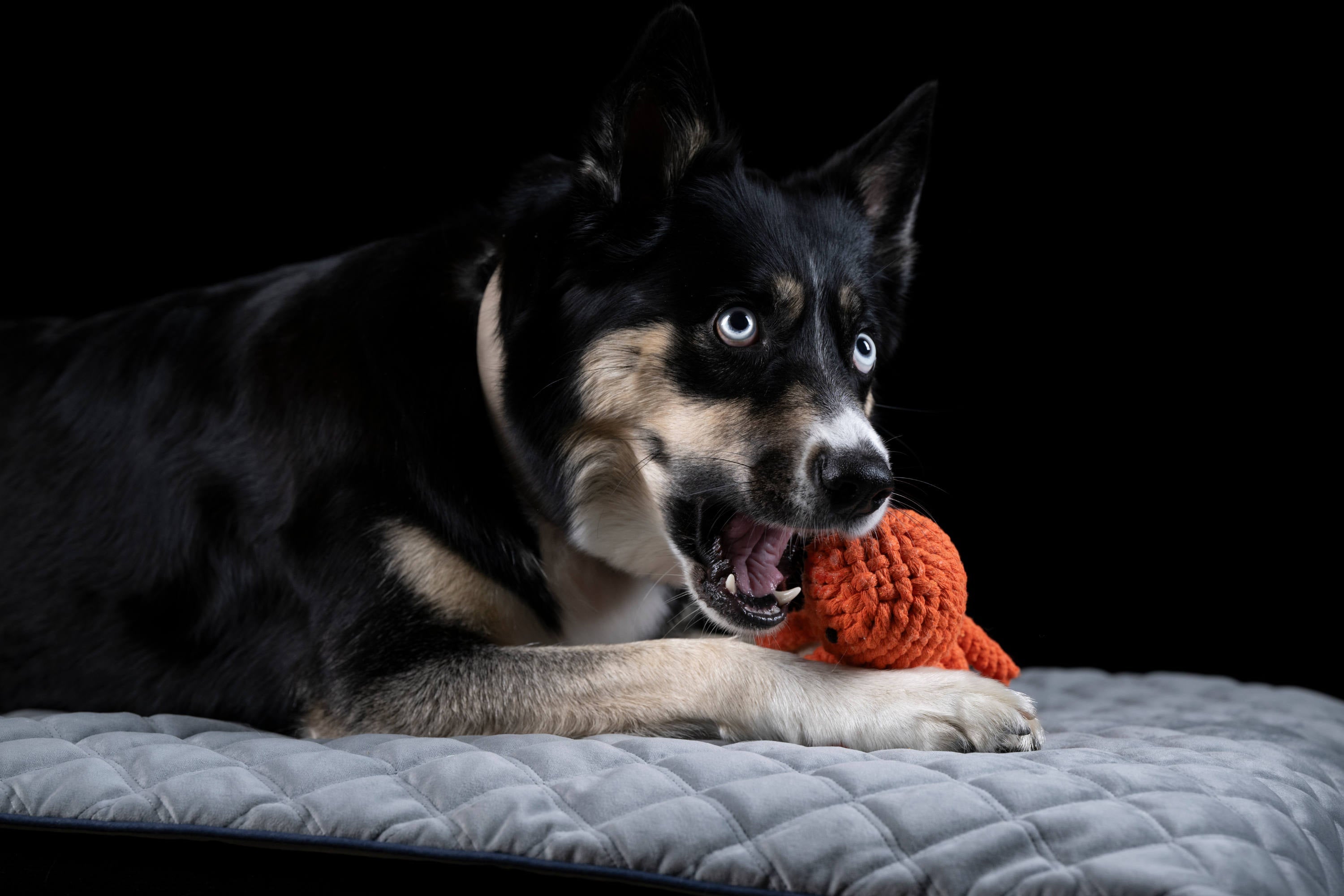 LITTLE OCEAN - SPIELZEUG SET