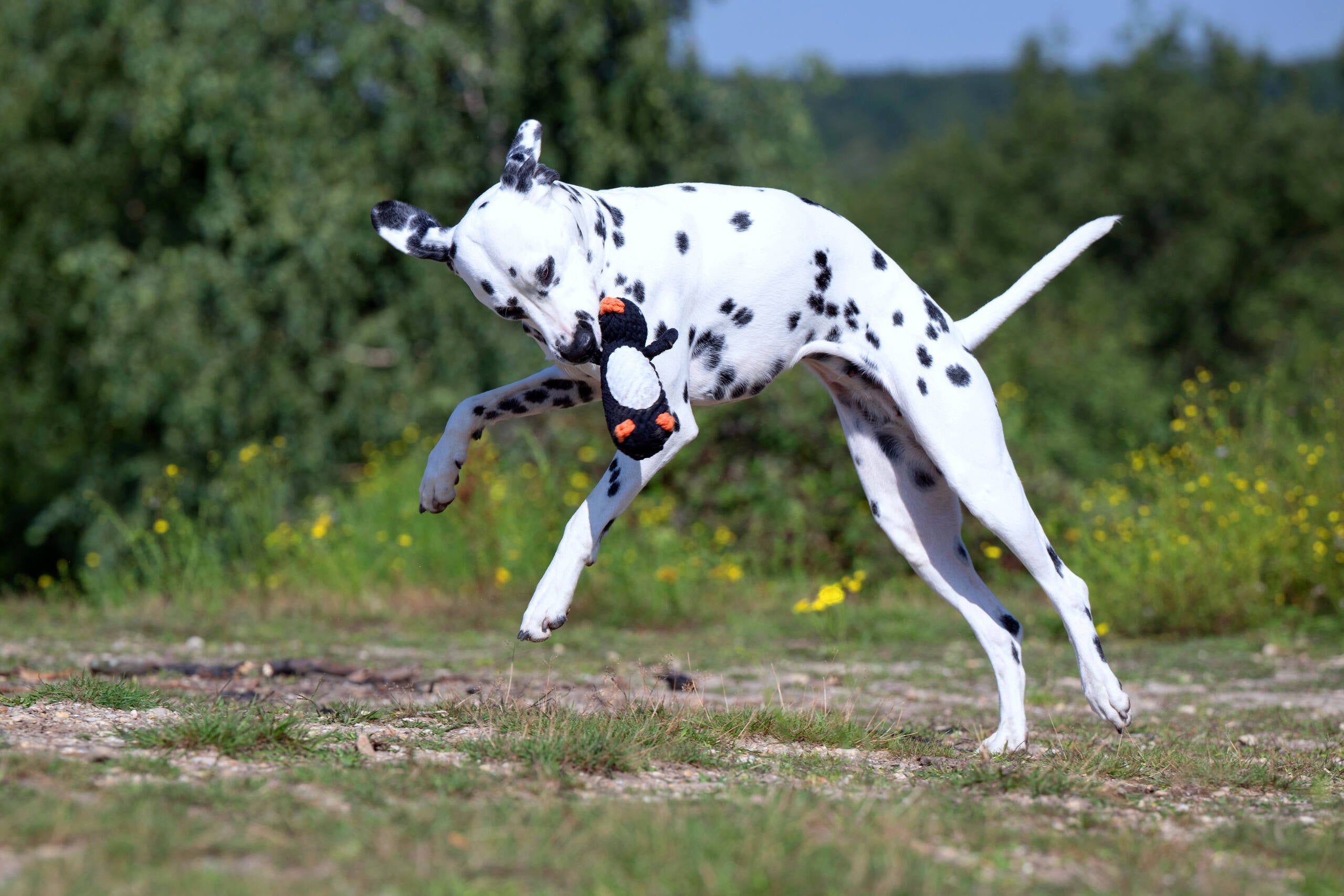 BIG OCEAN - SPIELZEUG SET