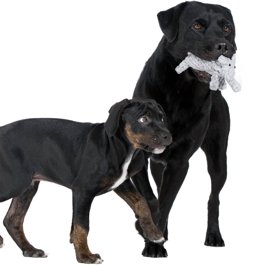 13004_4-Safari9nGyhK7jI3B1d