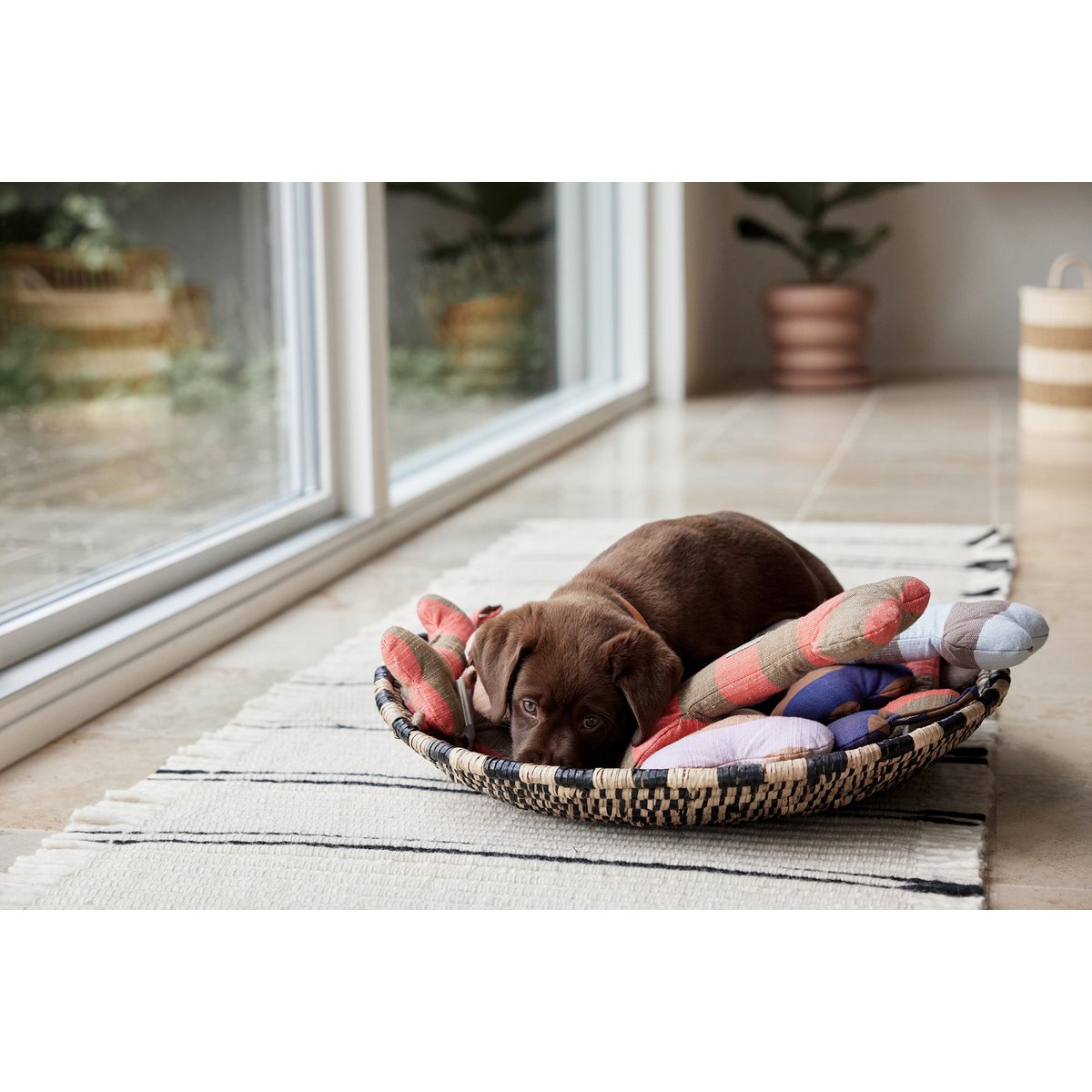 ASHI HUNDESPIELZEUG (BRAUN/APRICOT)