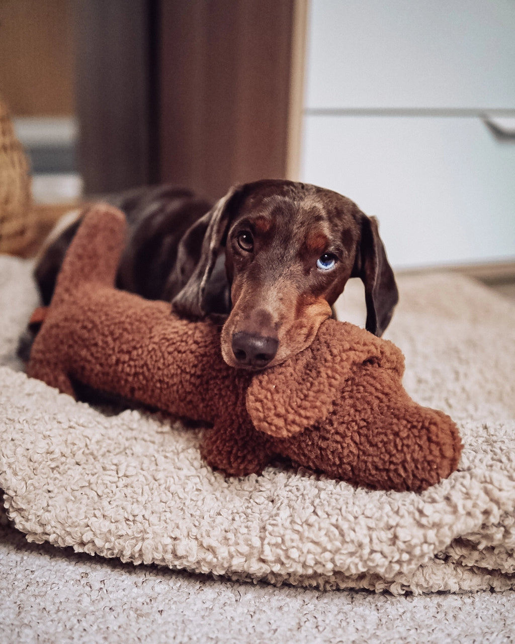 HUNDESPIELZEUG DACKEL