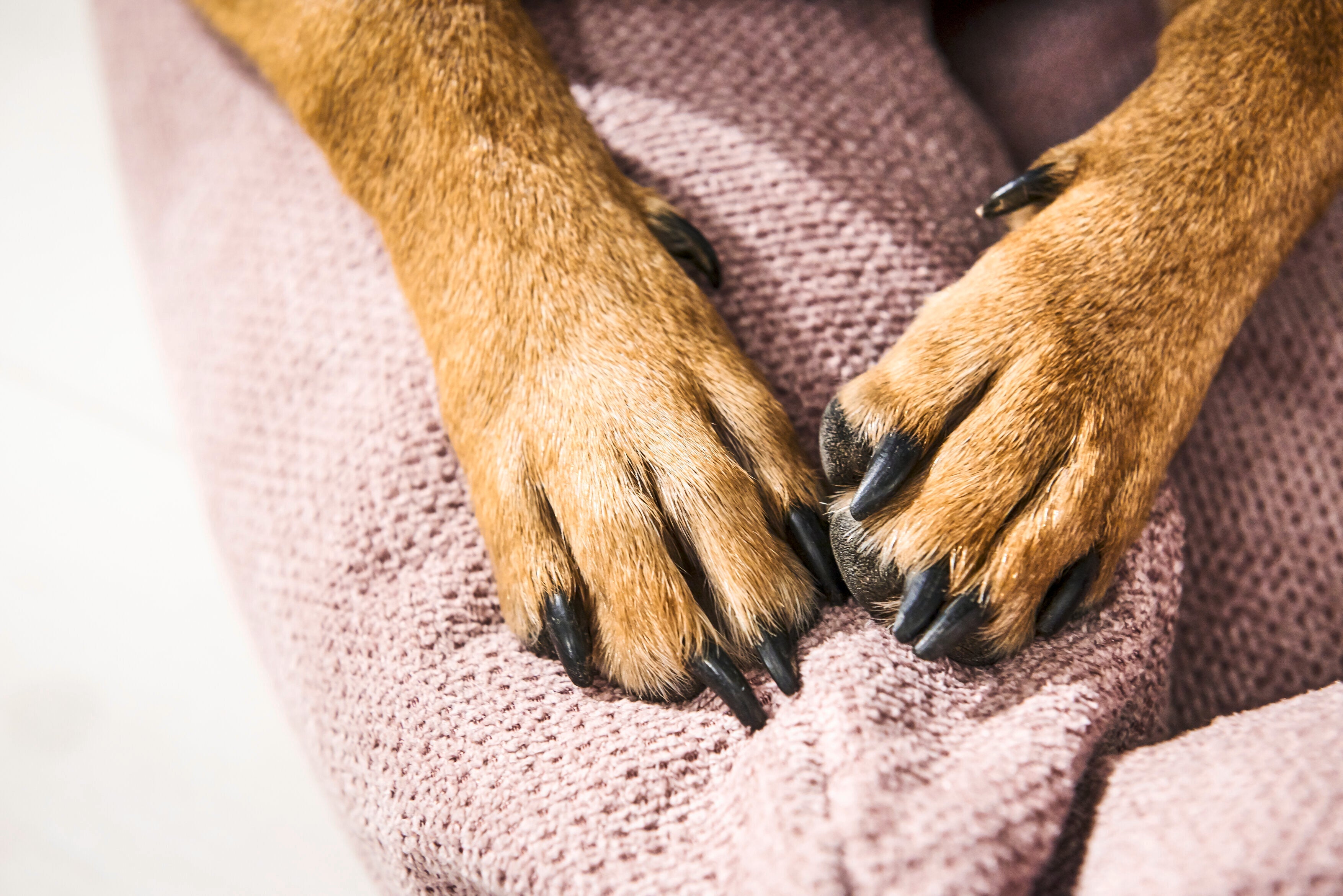 CLASSIC HUNDEBETT - TUDOR ROSE