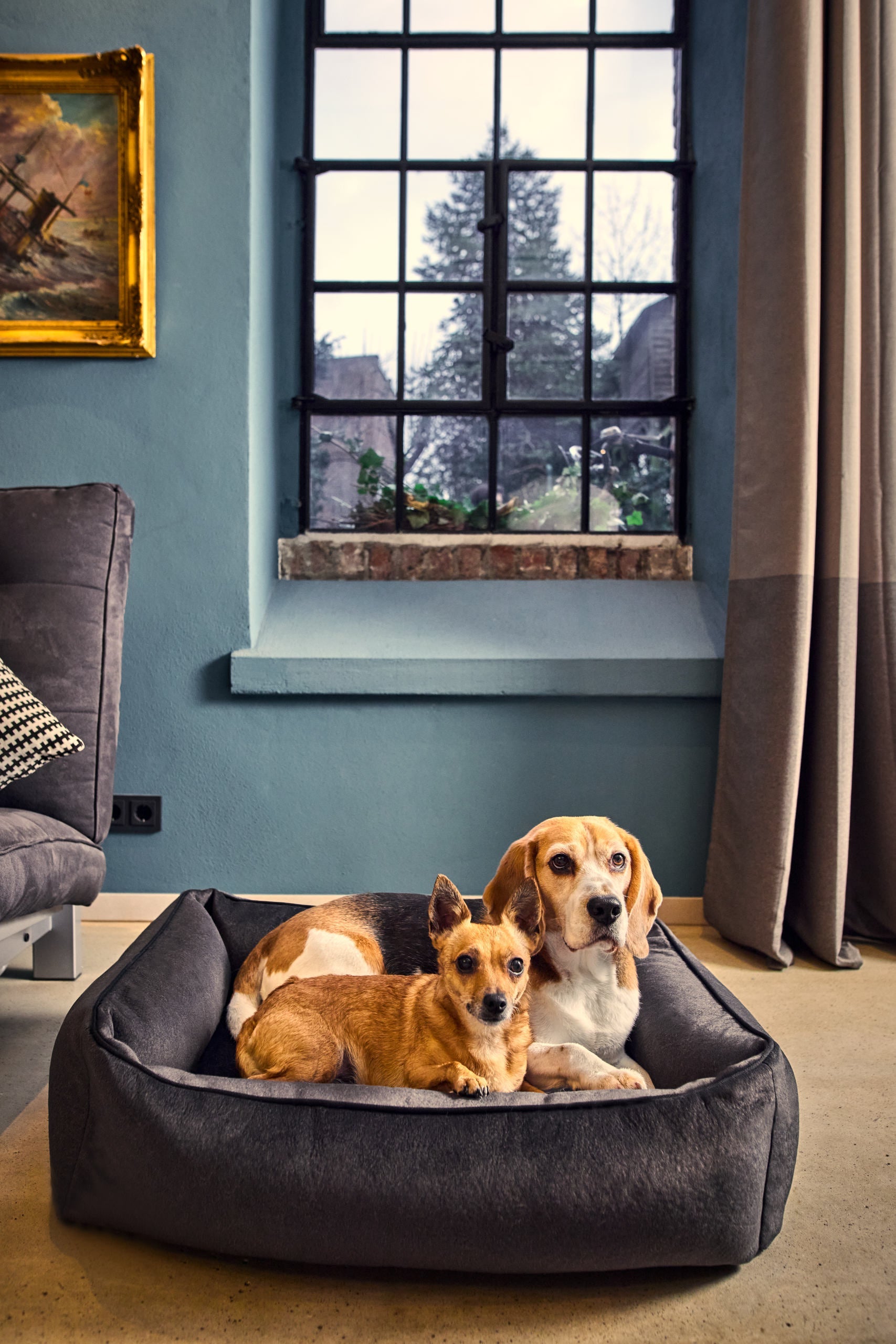 CLASSIC HUNDEBETT - BUFFALO GRAPHITE