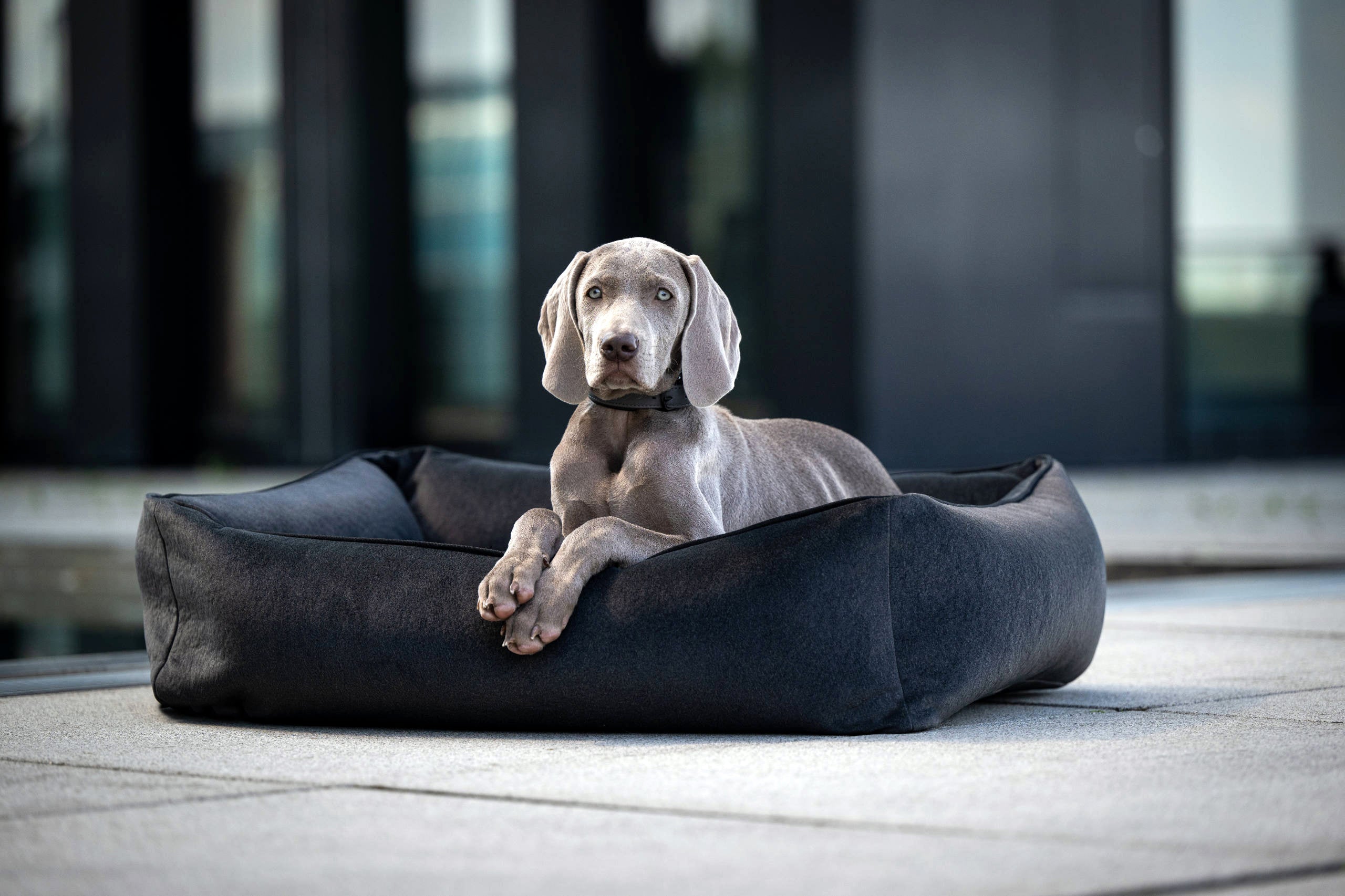 CLASSIC HUNDEBETT - BUFFALO GRAPHITE