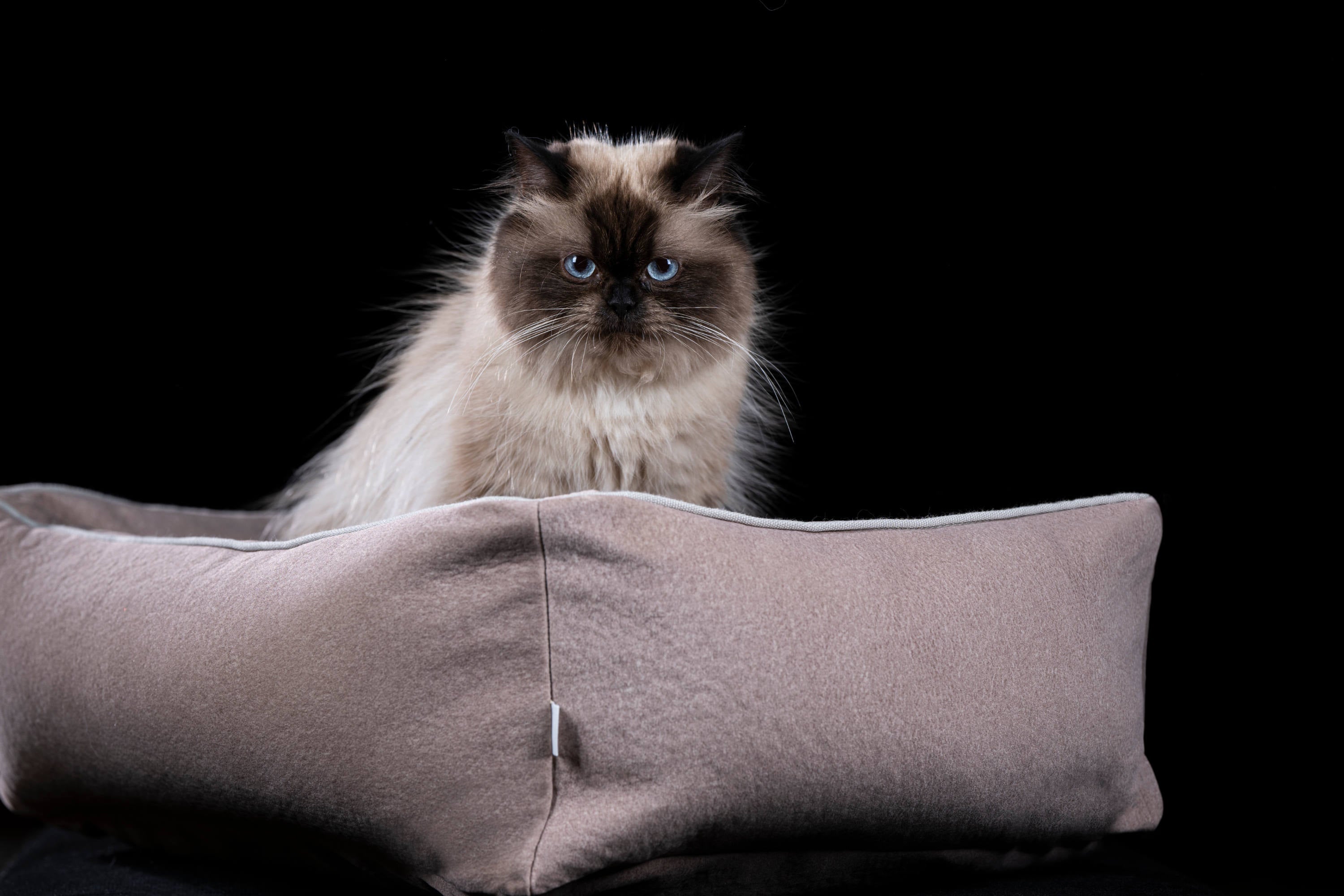 CLASSIC HUNDEBETT  - BUFFALO CREME