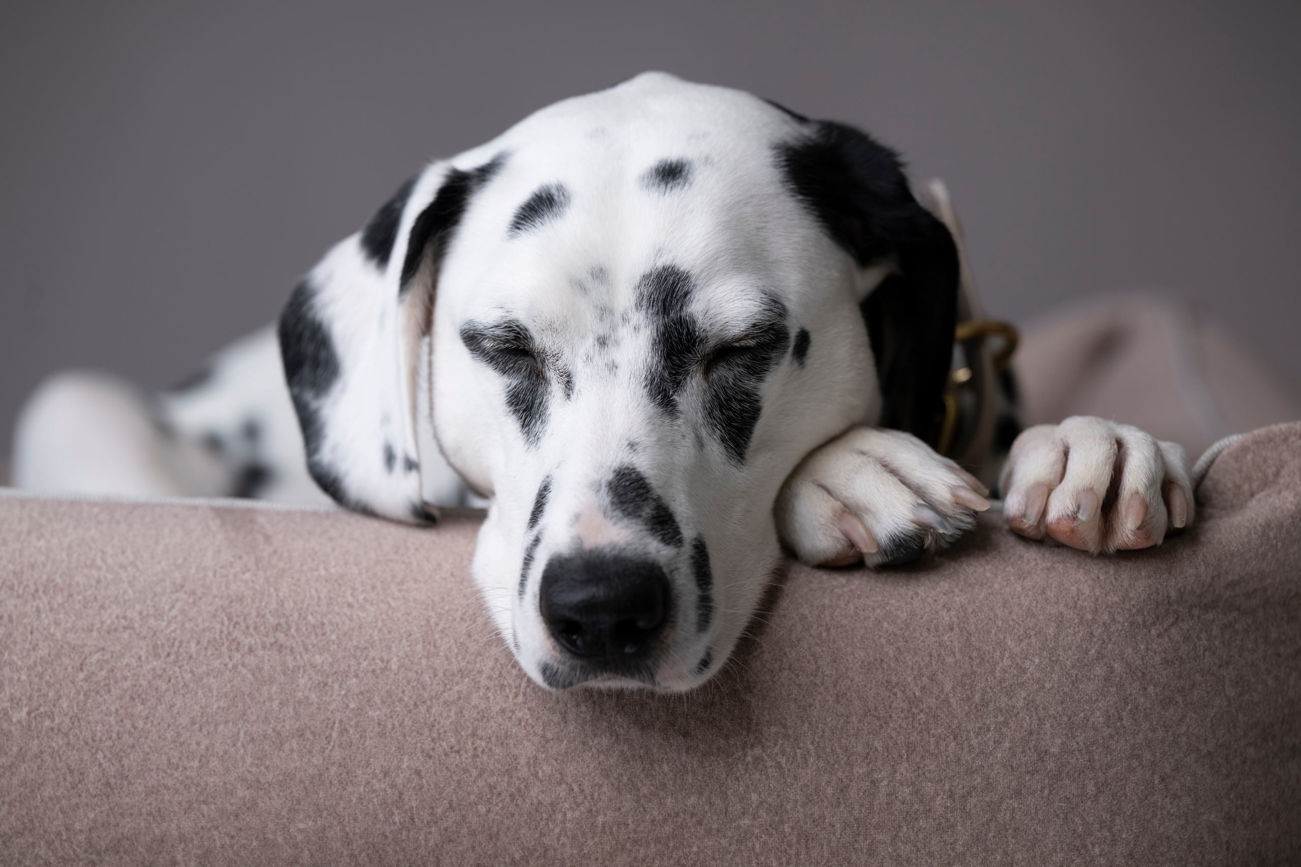 CLASSIC HUNDEBETT  - BUFFALO CREME