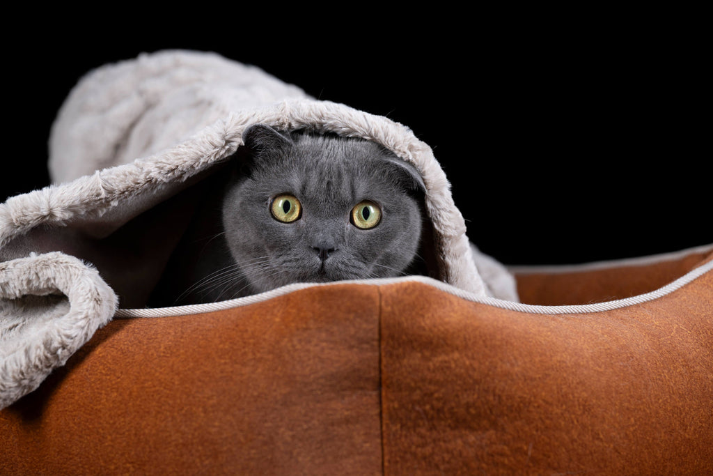 CLASSIC HUNDEBETT - BUFFALO CAMEL