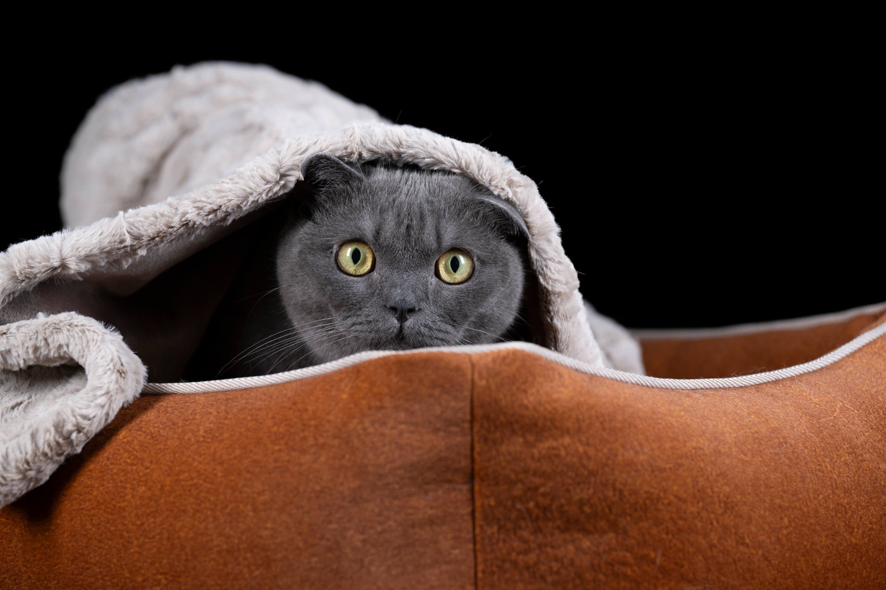 CLASSIC HUNDEBETT - BUFFALO CAMEL