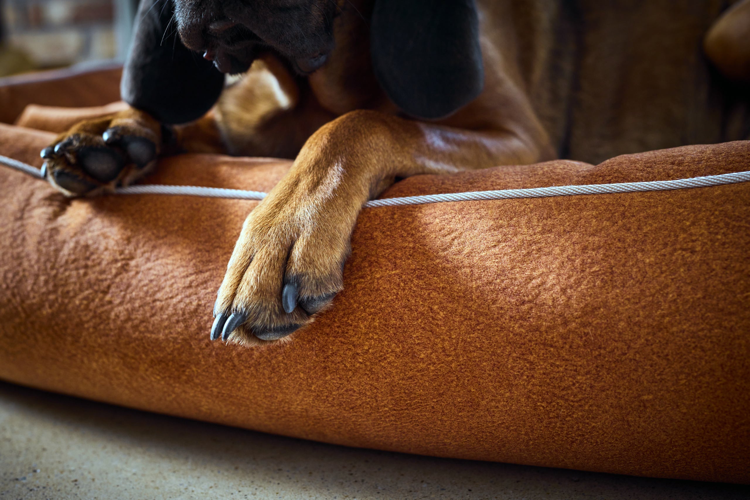 CLASSIC HUNDEBETT - BUFFALO CAMEL