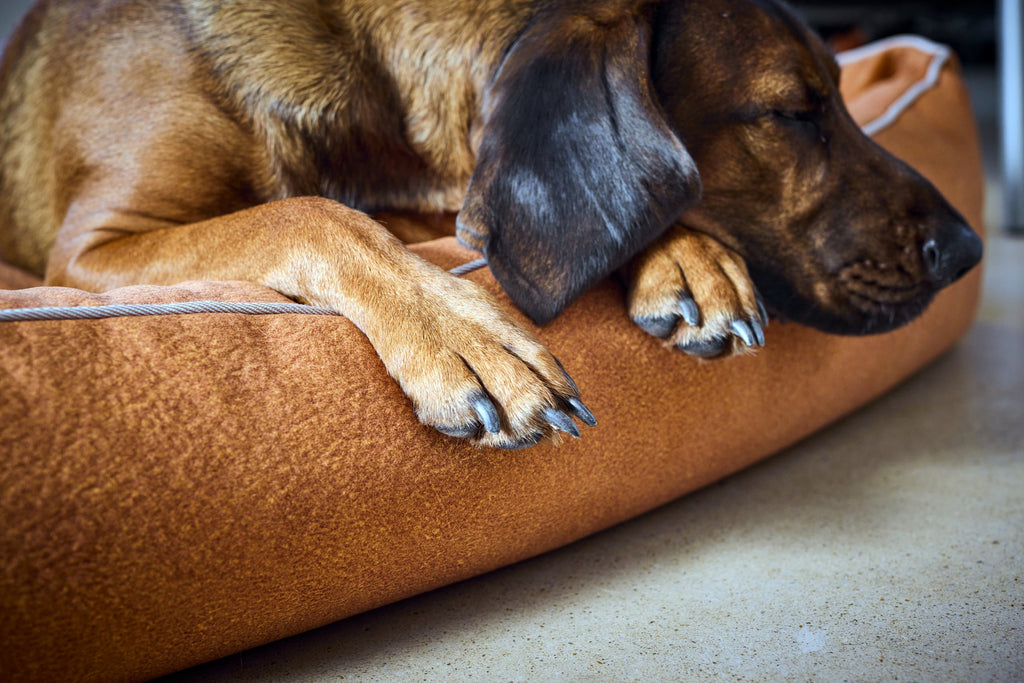 CLASSIC HUNDEBETT - BUFFALO CAMEL