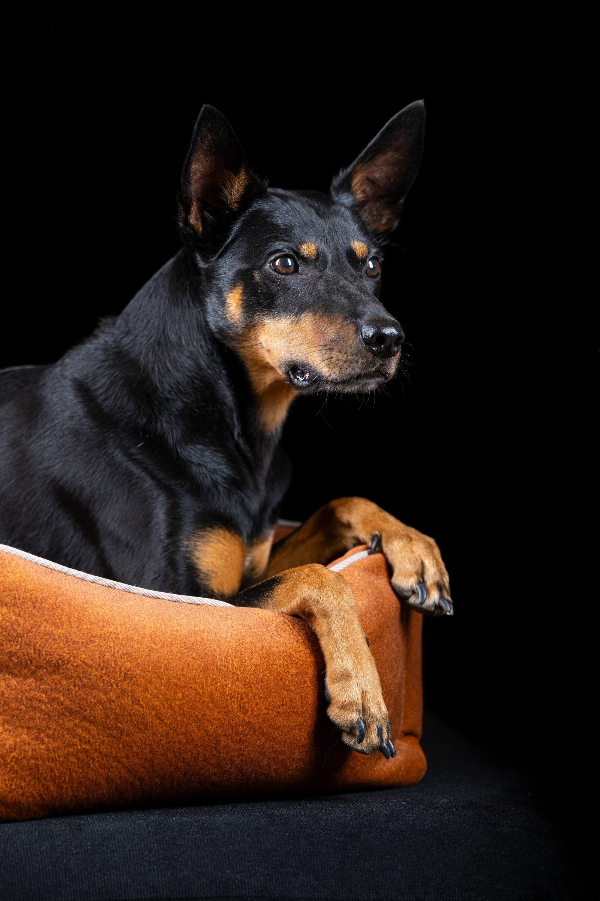 CLASSIC HUNDEBETT - BUFFALO CAMEL