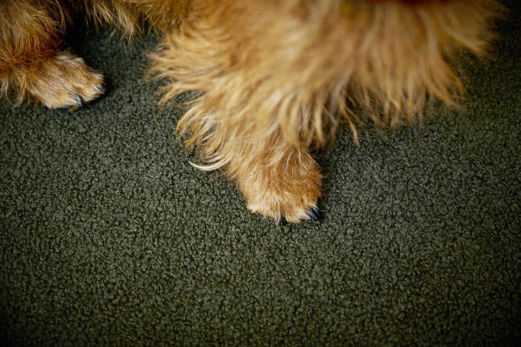 CLASSIC HUNDEBETT  - TEDDY GREEN