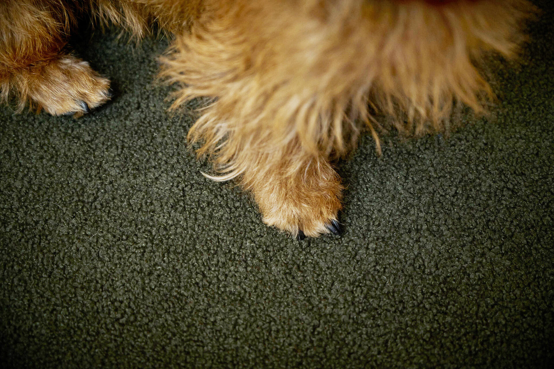 CLASSIC HUNDEBETT  - TEDDY GREEN