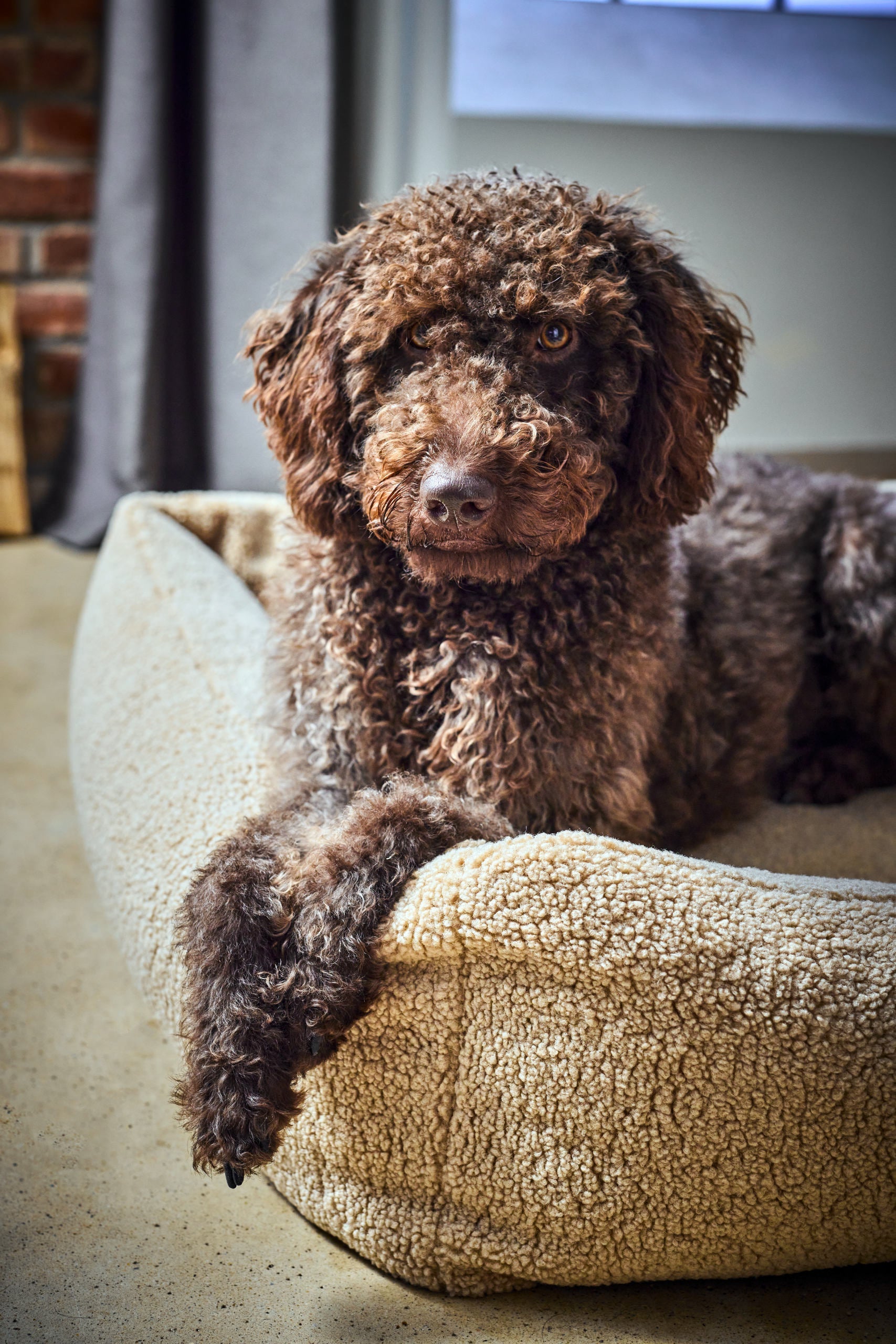 CLASSIC HUNDEBETT - TEDDY CREME