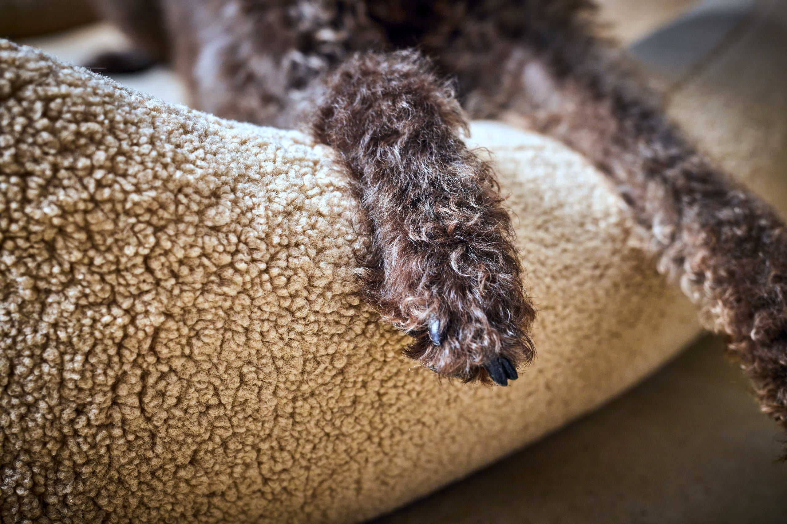 CLASSIC HUNDEBETT - TEDDY CREME