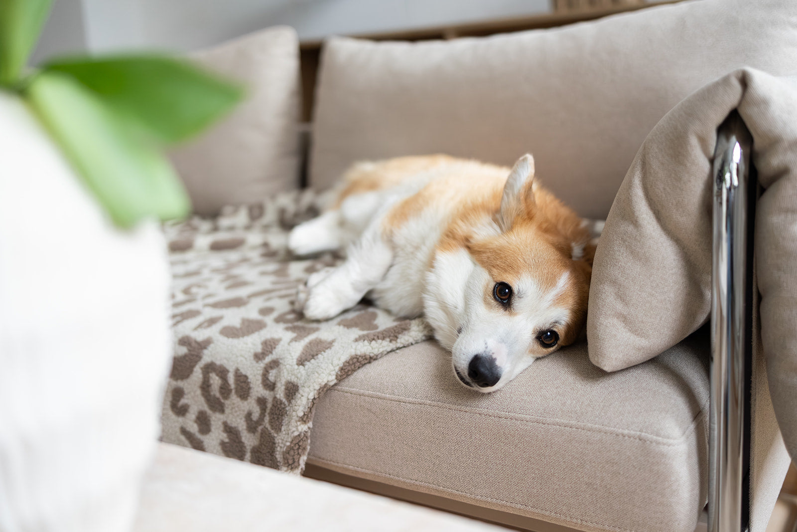 HUNDEDECKE NUBE (LEO BEIGE/BRAUN)
