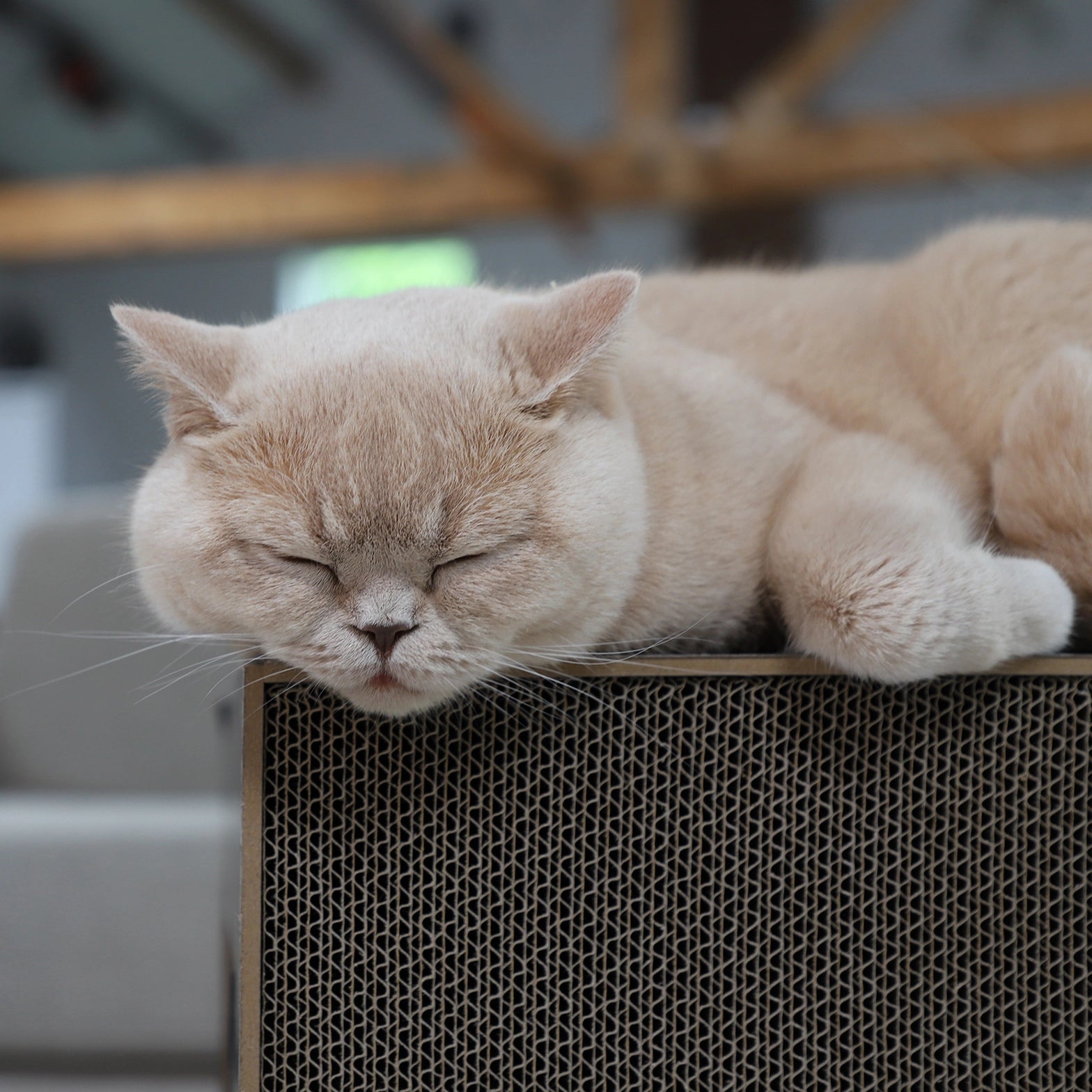 KATZEN KRATZBOARD - TISCH