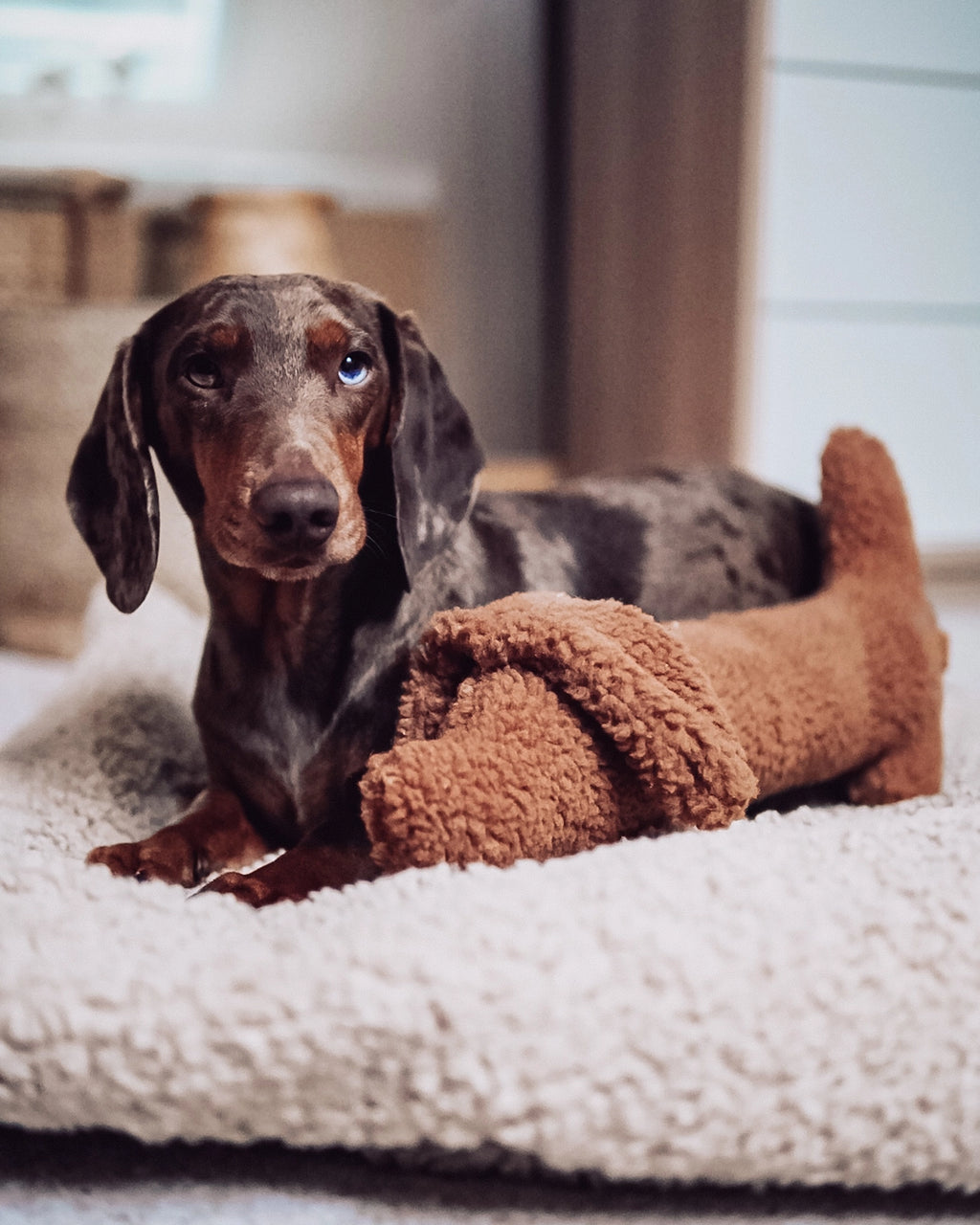 HUNDESPIELZEUG DACKEL