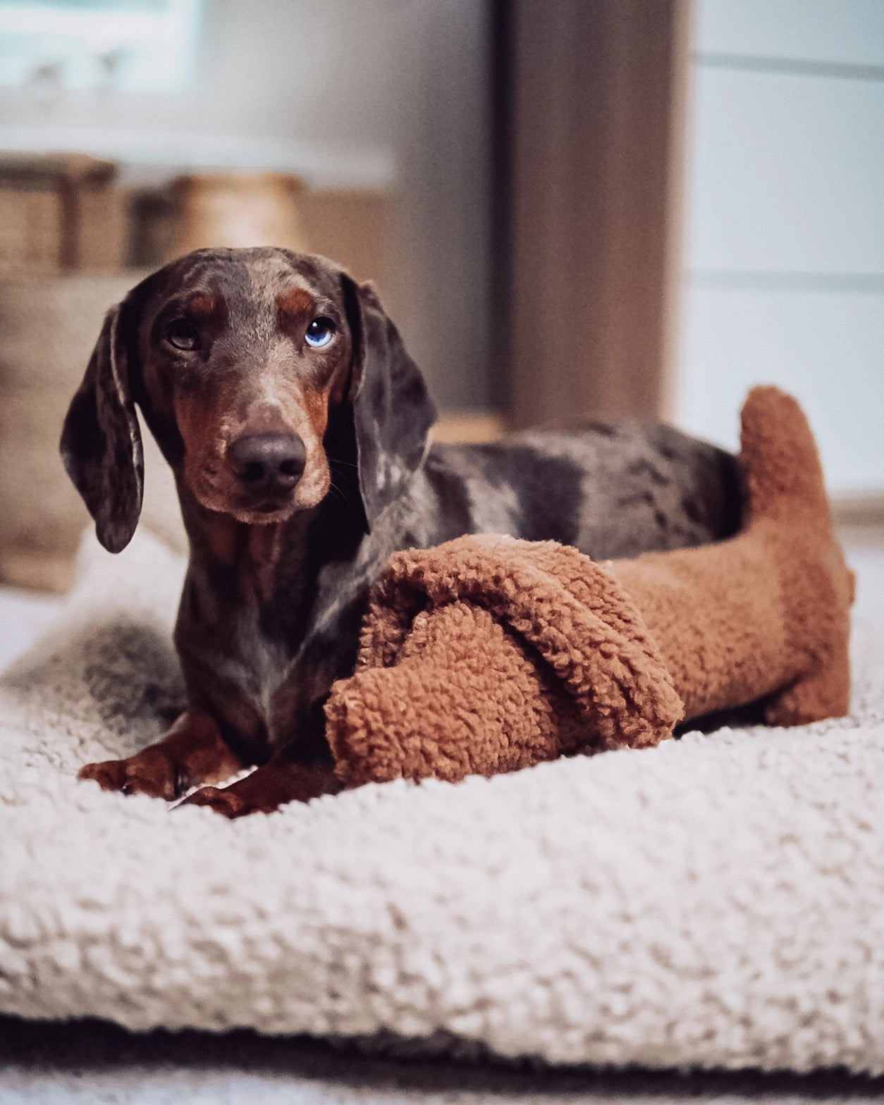 HUNDESPIELZEUG DACKEL