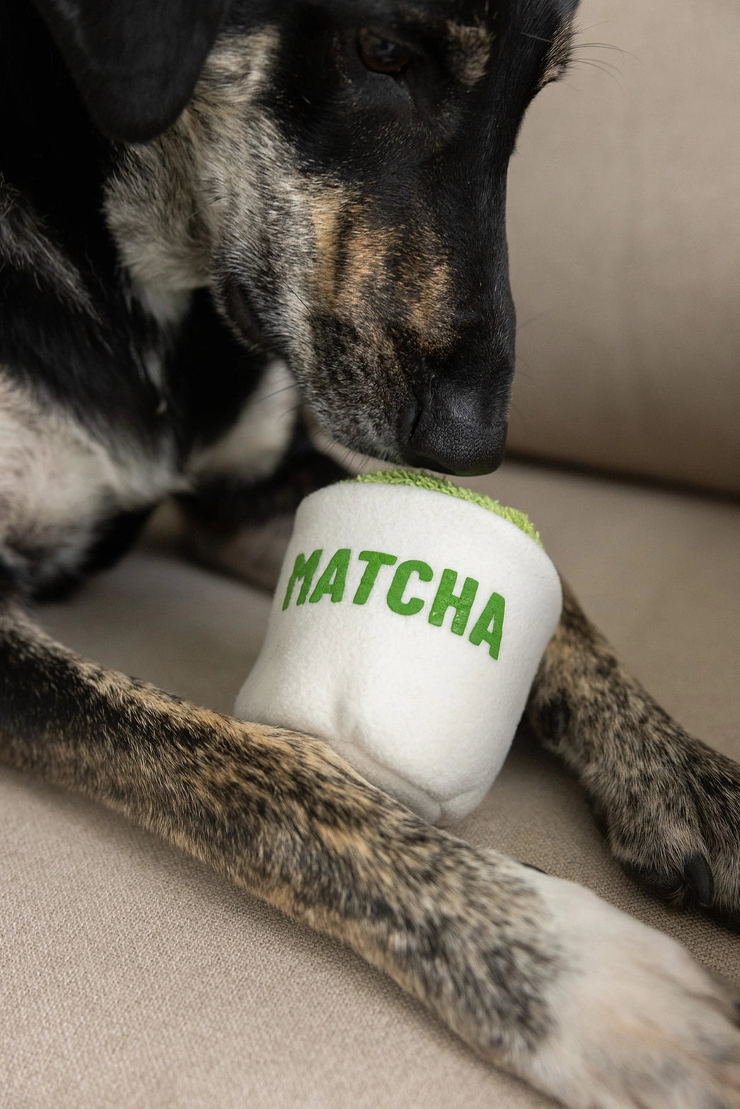 LIMITED EDITION | HUNDESPIELZEUG MATCHA