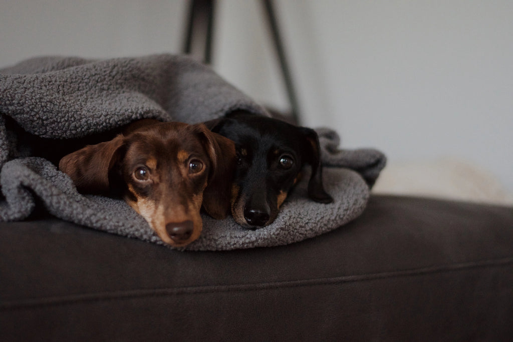 OVERSIZE HUNDEDECKE (ANTHRAZIT)
