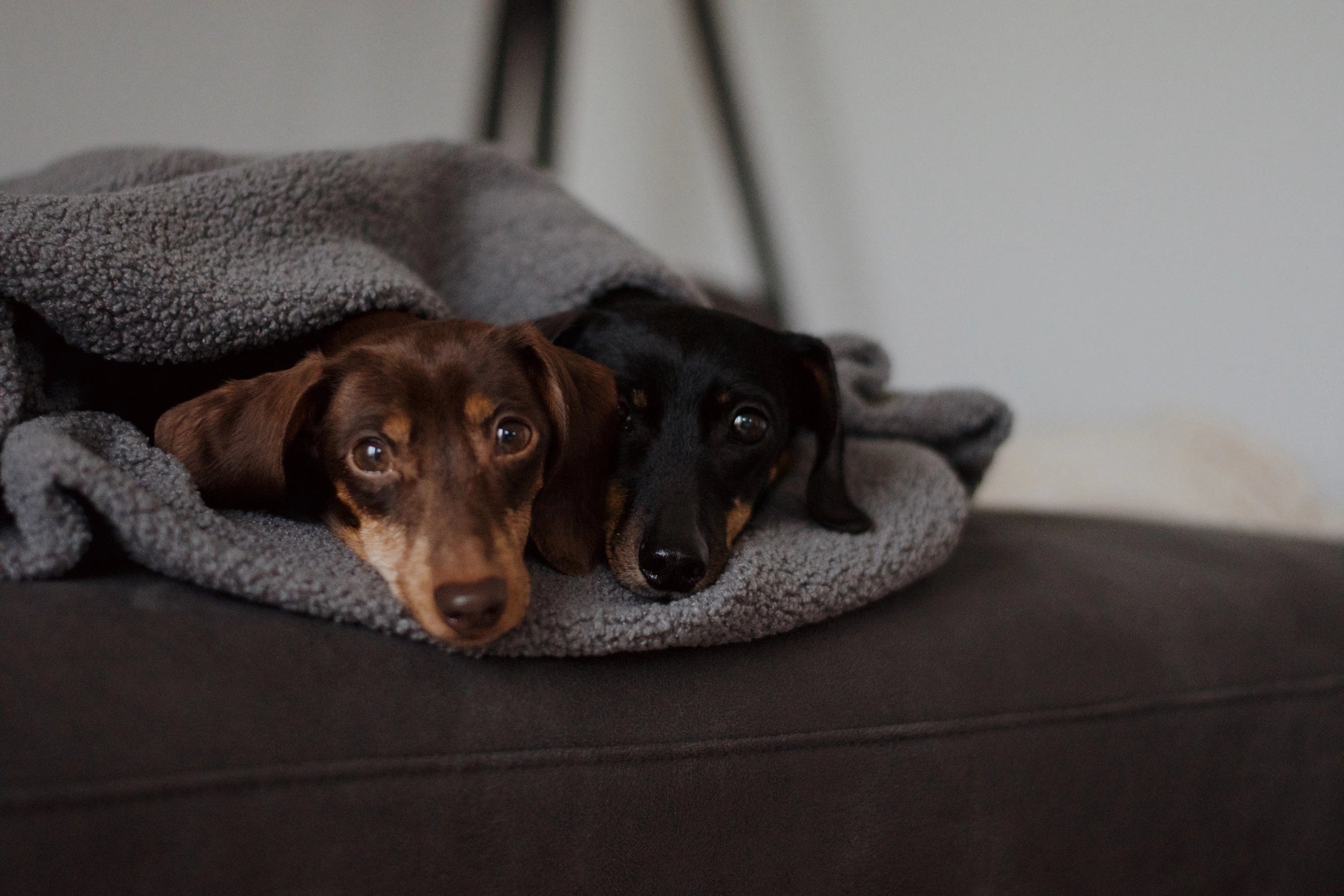 OVERSIZE HUNDEDECKE (ANTHRAZIT)