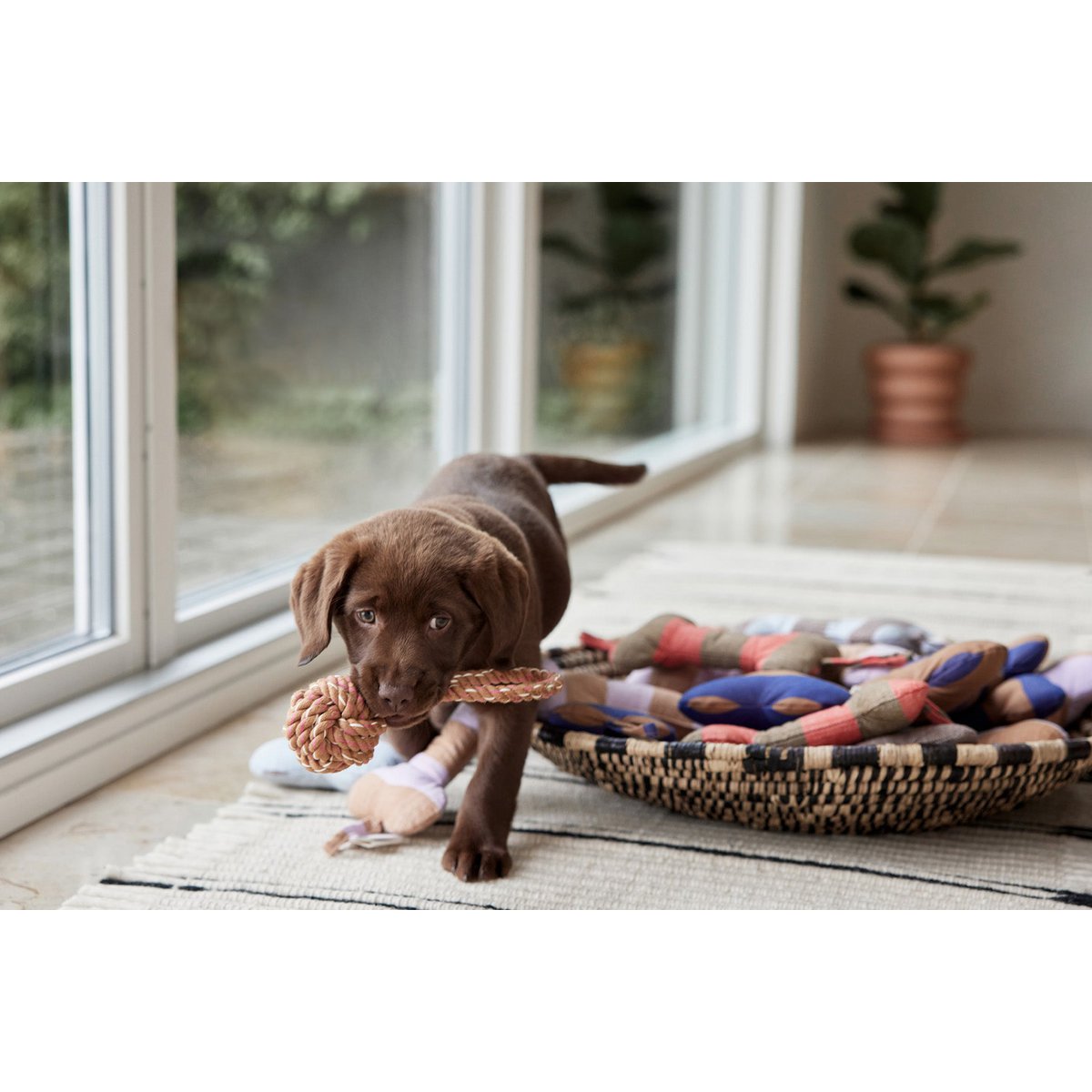 ASHI HUNDESPIELZEUG (BRAUN/APRICOT)