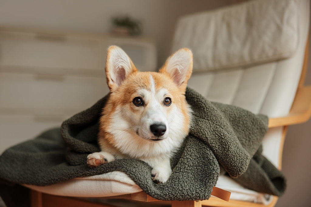 OVERSIZE HUNDEDECKE (OLIVE)