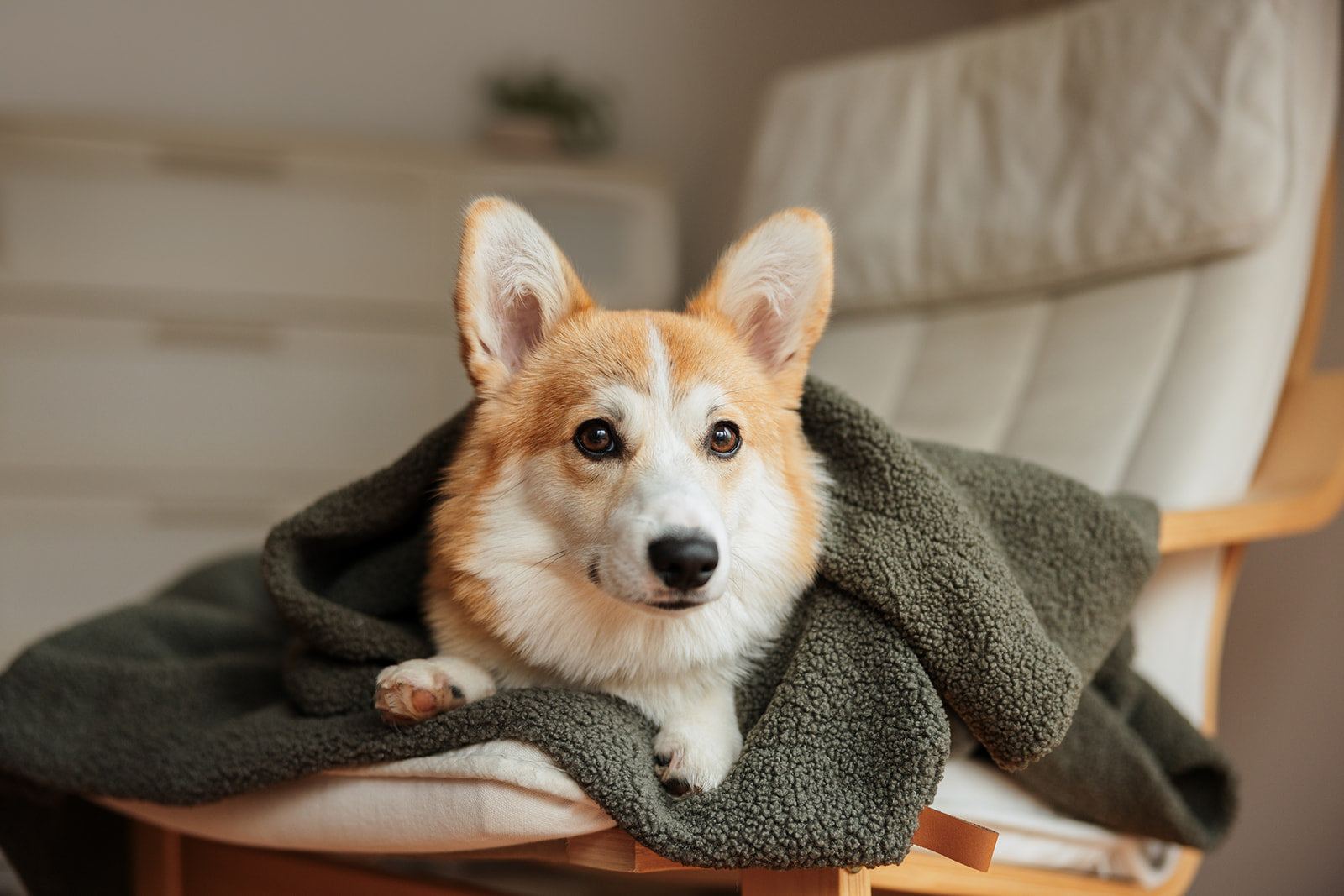 OVERSIZE HUNDEDECKE (OLIVE)
