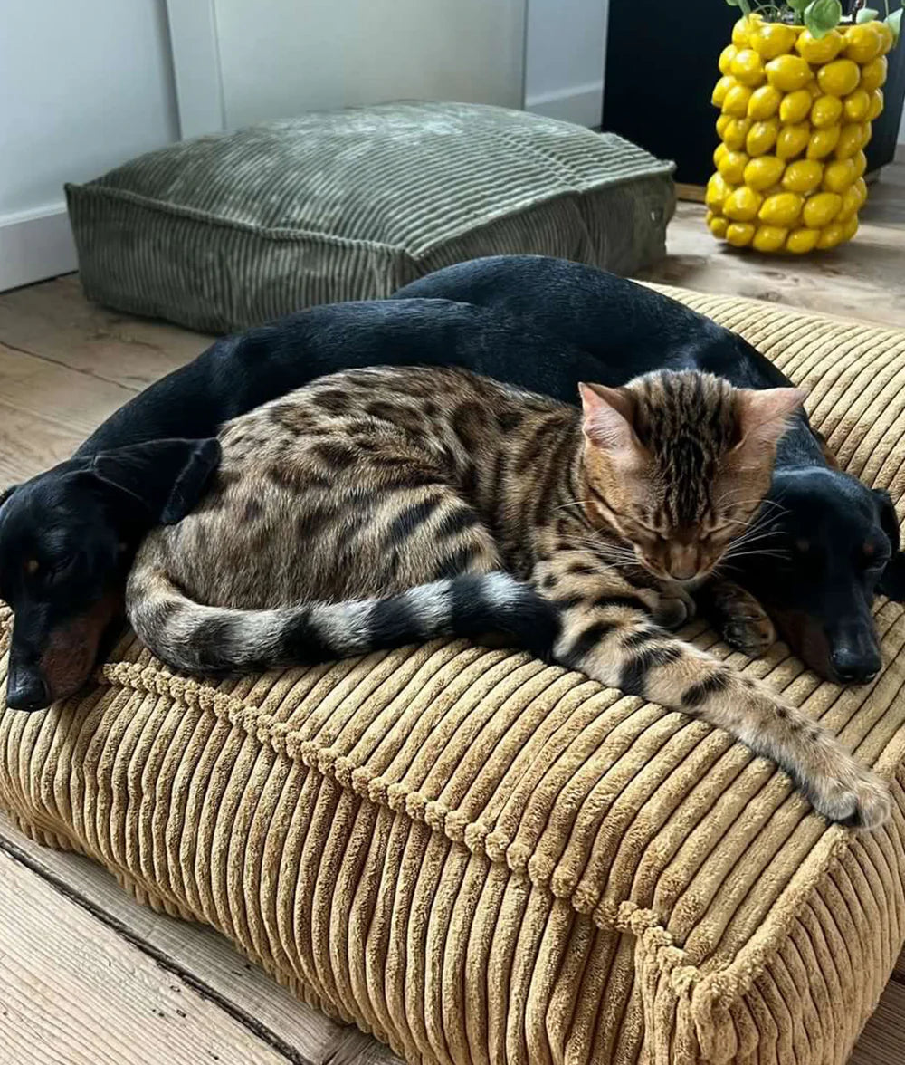 CUADRA HUNDEBETT MIT CORDBEZUG (GRÜN)