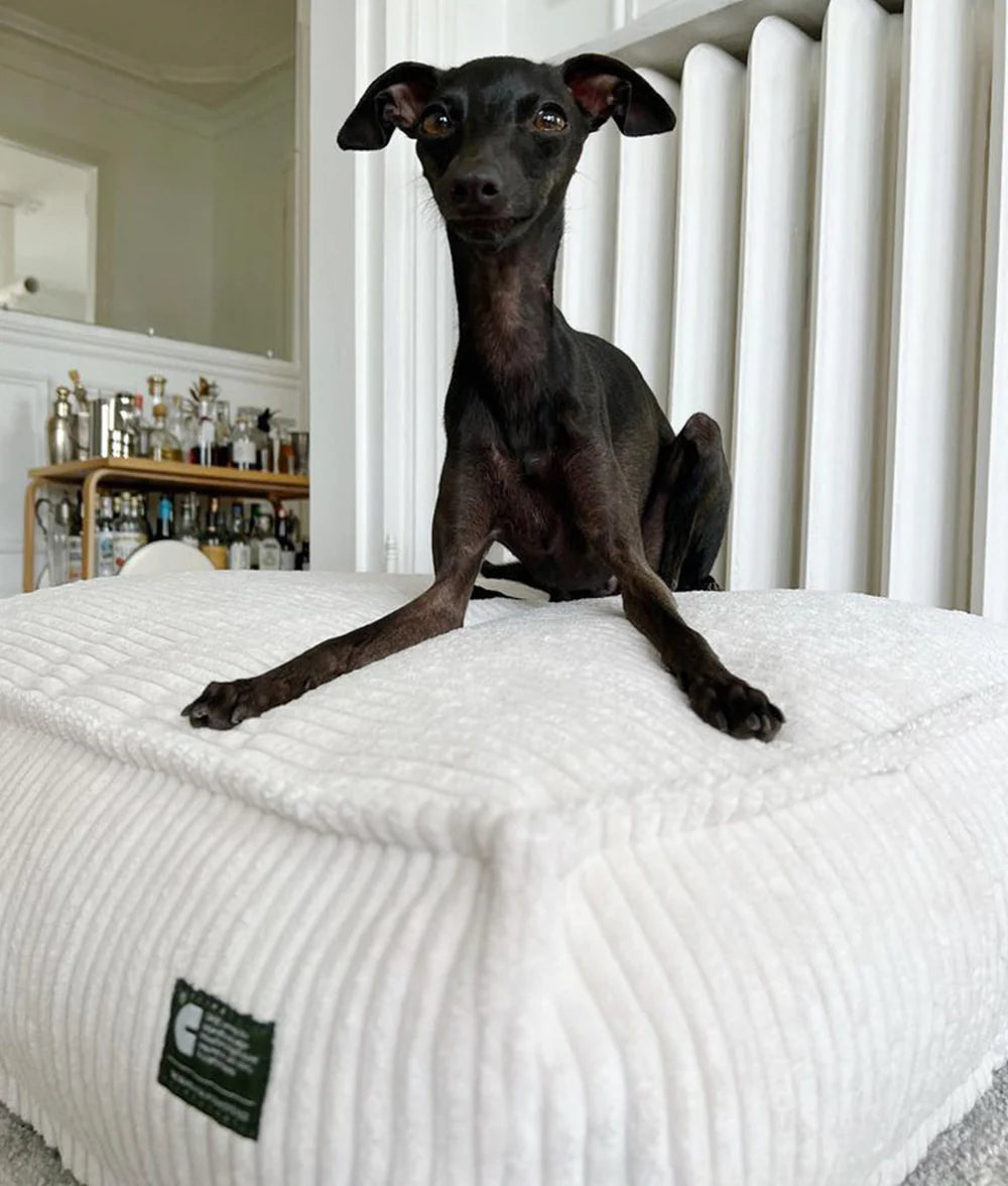 CUADRA HUNDEBETT MIT CORDBEZUG (WEIß)