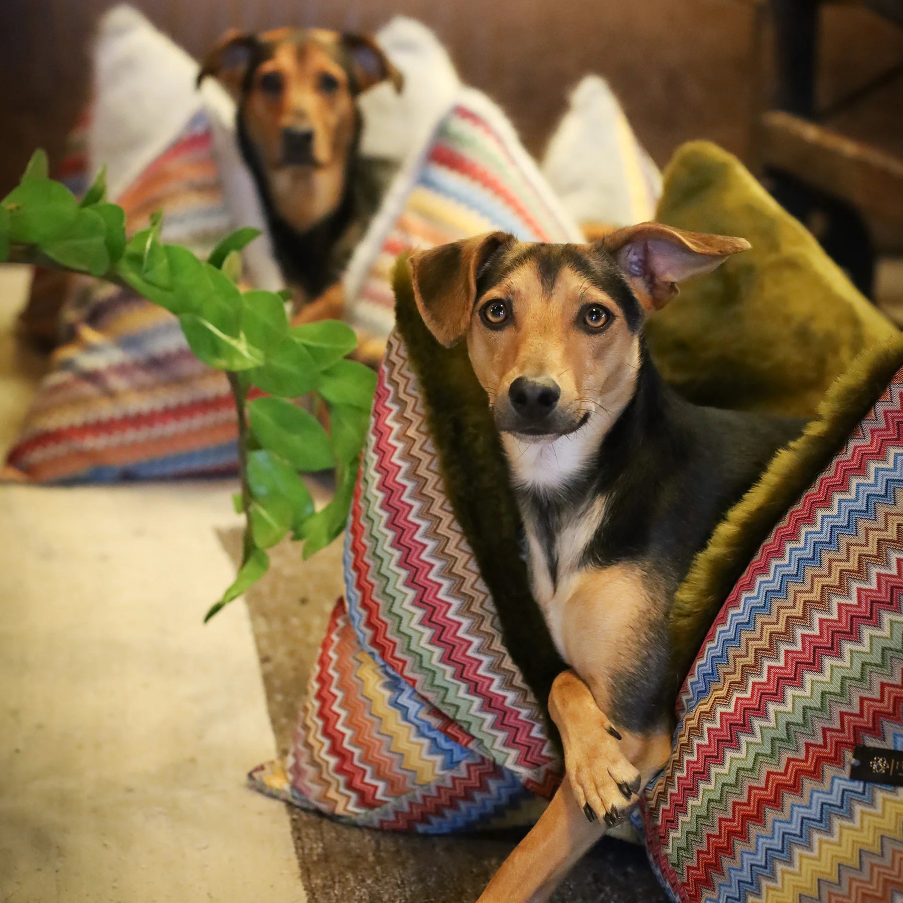 FLUM LAS DALIAS HANDGEFERTIGTES HUNDEKISSEN