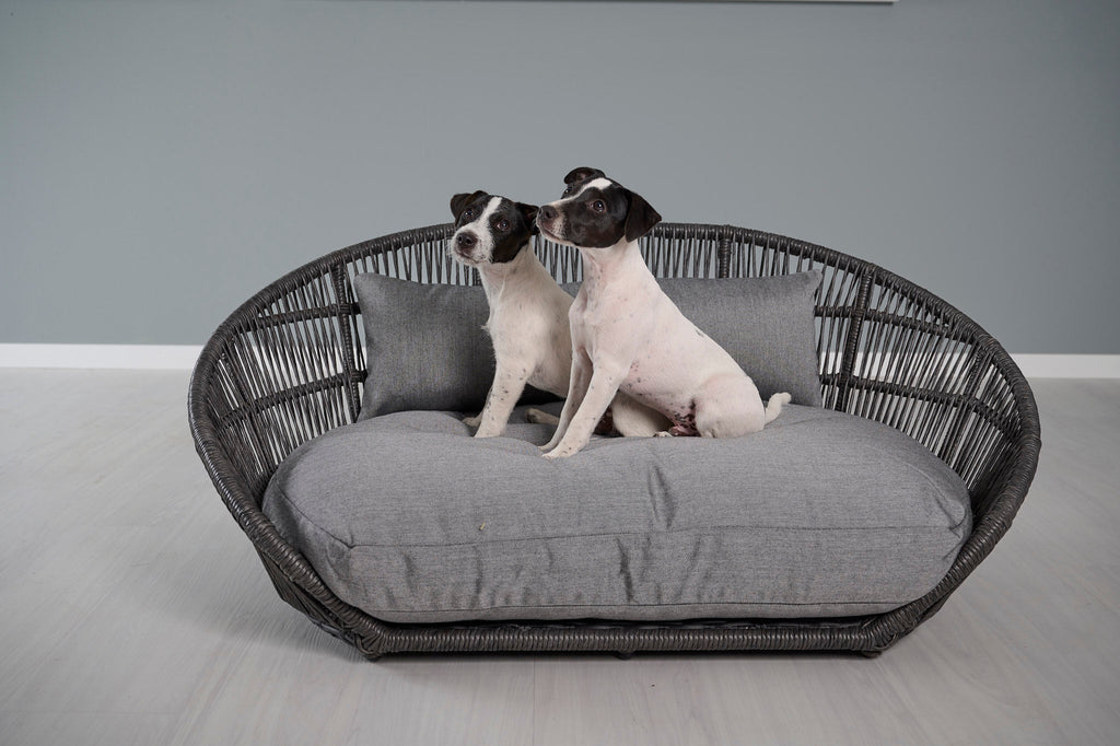 LABONI_08_2022_Jack_Russel_018