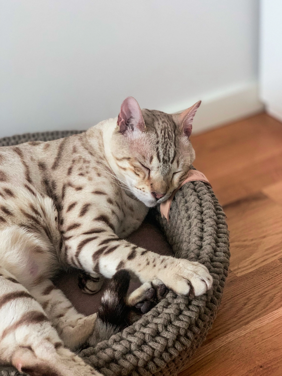 HUNDE-/KATZENKORB - 45cm