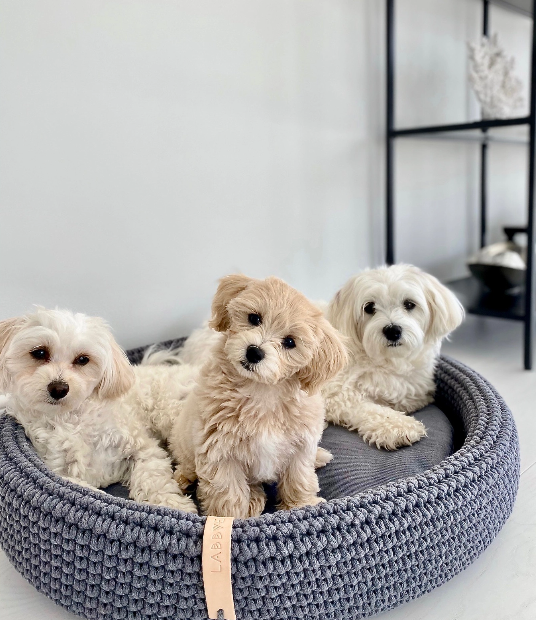 HUNDEKORB AUS BAUMWOLLE - 70cm