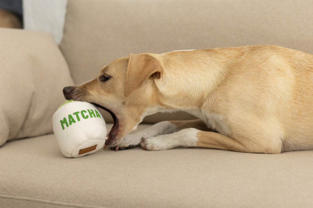 LIMITED EDITION | HUNDESPIELZEUG MATCHA