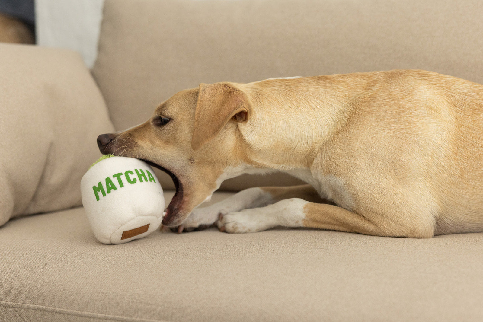 LIMITED EDITION | HUNDESPIELZEUG MATCHA