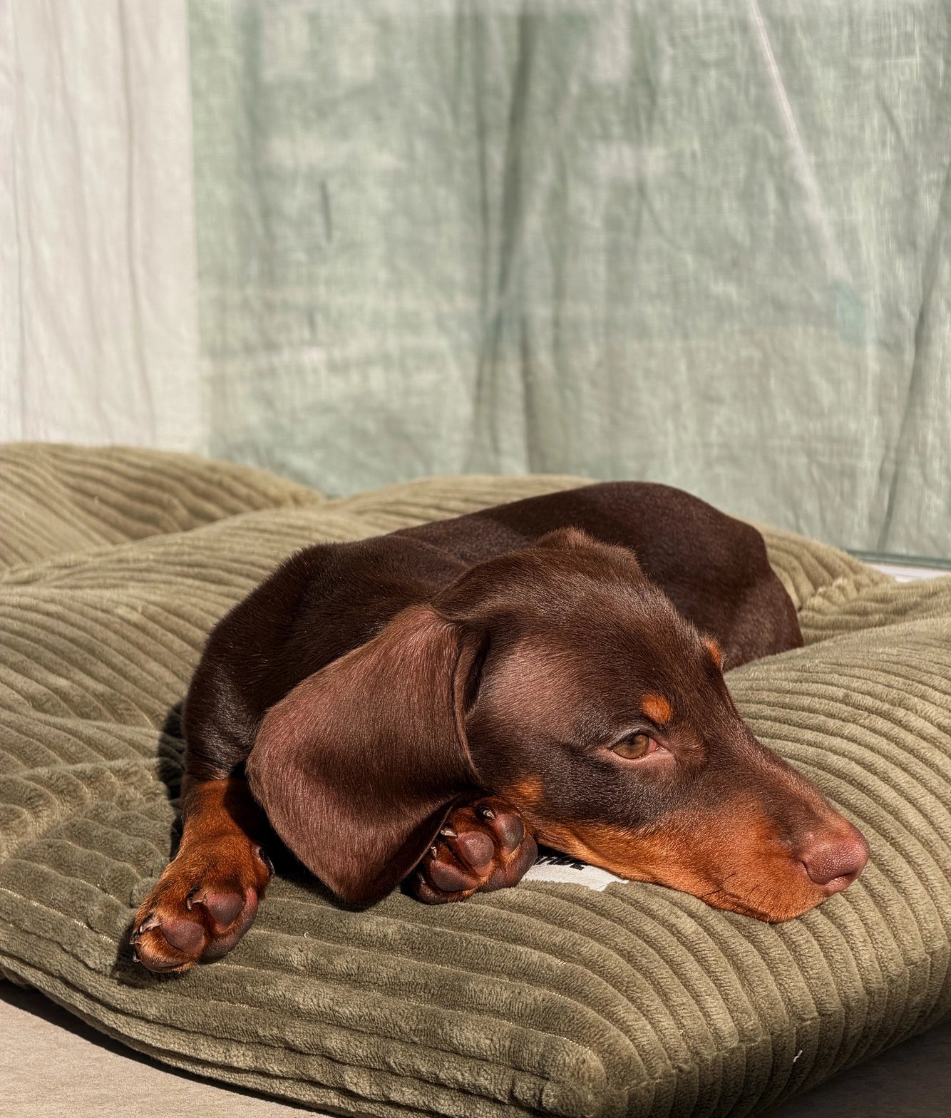 BELA HUNDEKISSEN CORD (GRÜN)