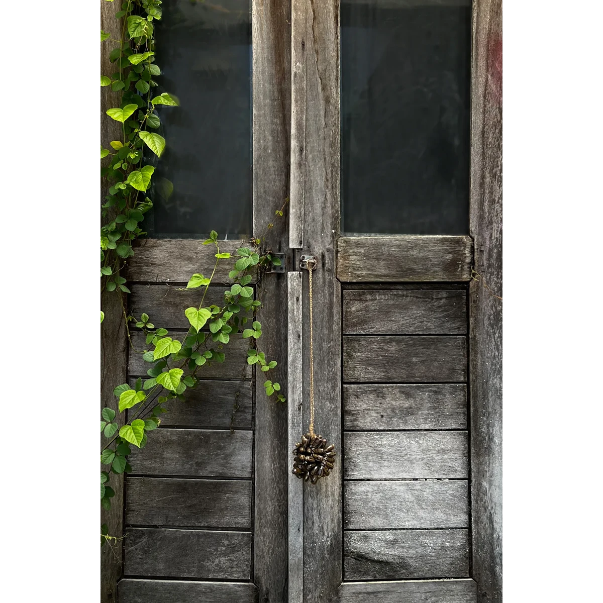 KAURI QUASTE (BRAUN)